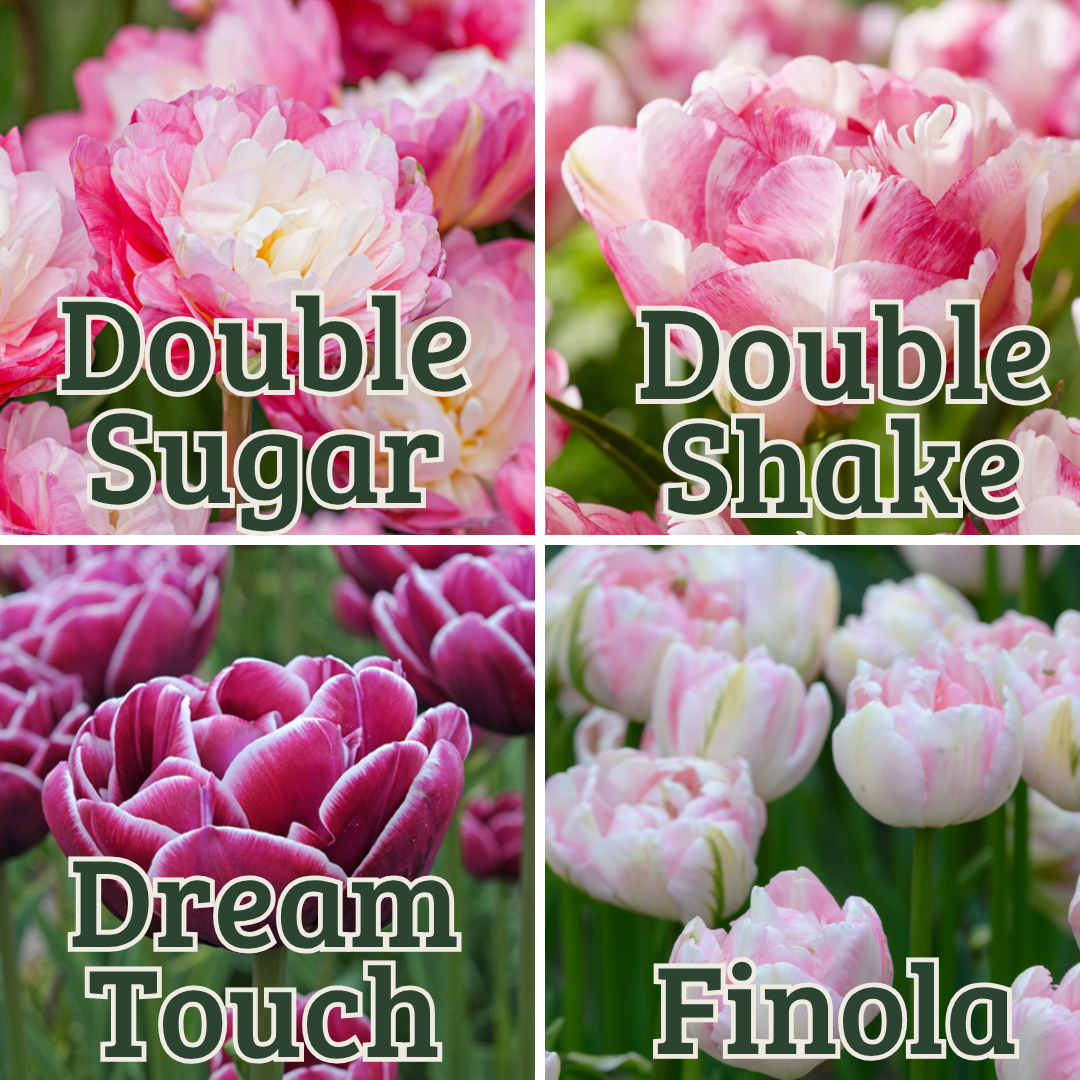 Double Sugar.png