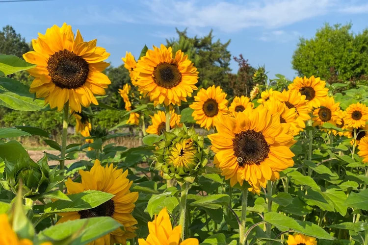 Photography at Fields of Grace Flower Farm. Hannah Sanchez Photography