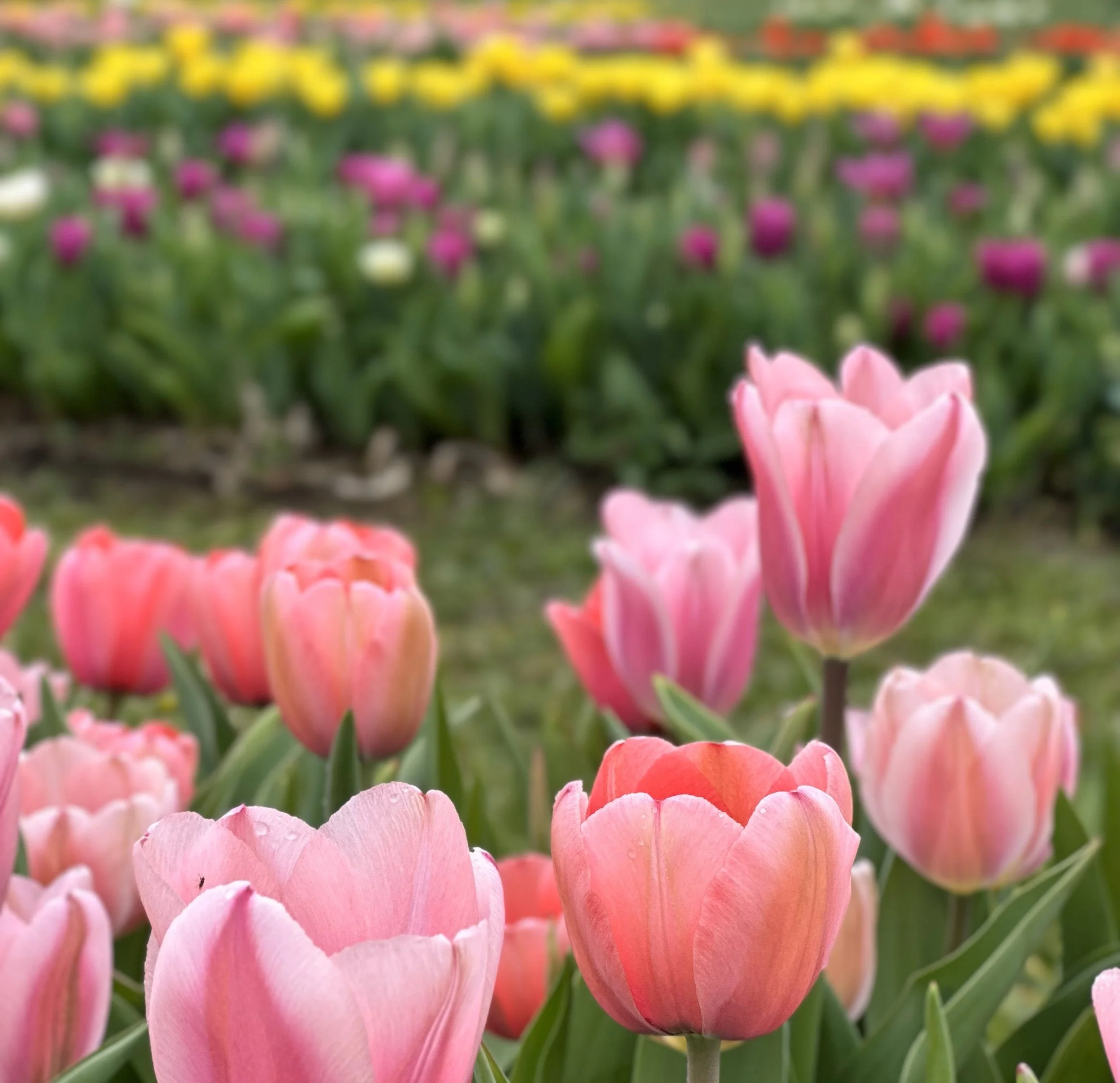 Photography at Fields of Grace Flower Farm. Hannah Sanchez Photography