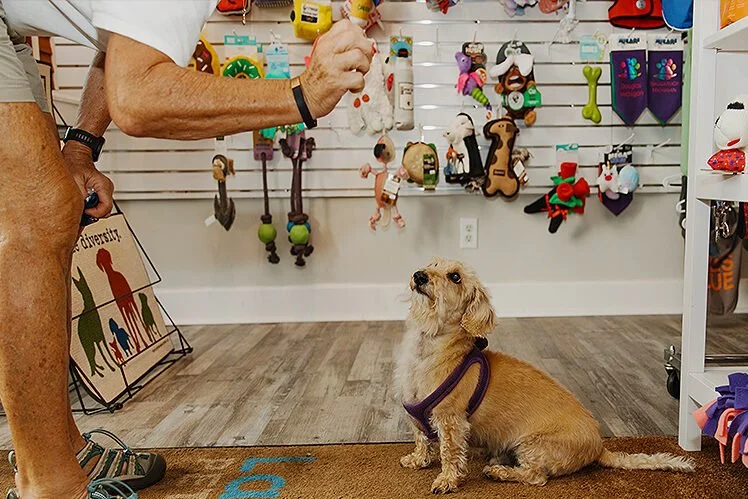 A small tan dog wearing a harness sitting on the floor and looking up at a person holding a treat or toy in a pet store. The store has pet supplies and toys on shelves and wall hooks.