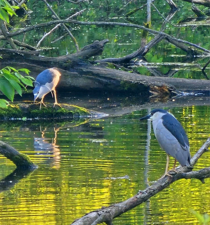 Bill Jarvis Migratory Bird Sanctuary Stewardship Day 