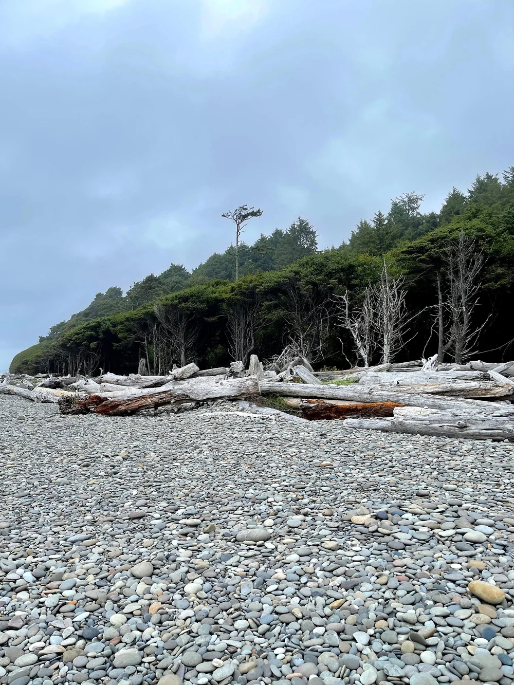 the forest and driftwood.jpg