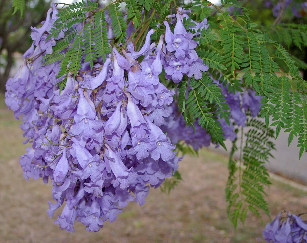 Trees of New Junction Jacaranda — New Junction
