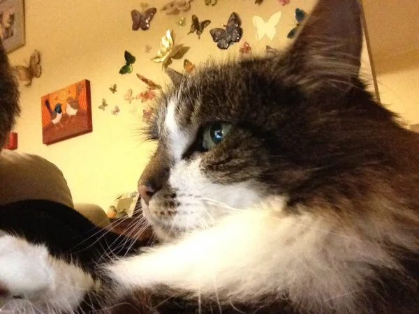 Help Wanted: Cats Only Need Apply