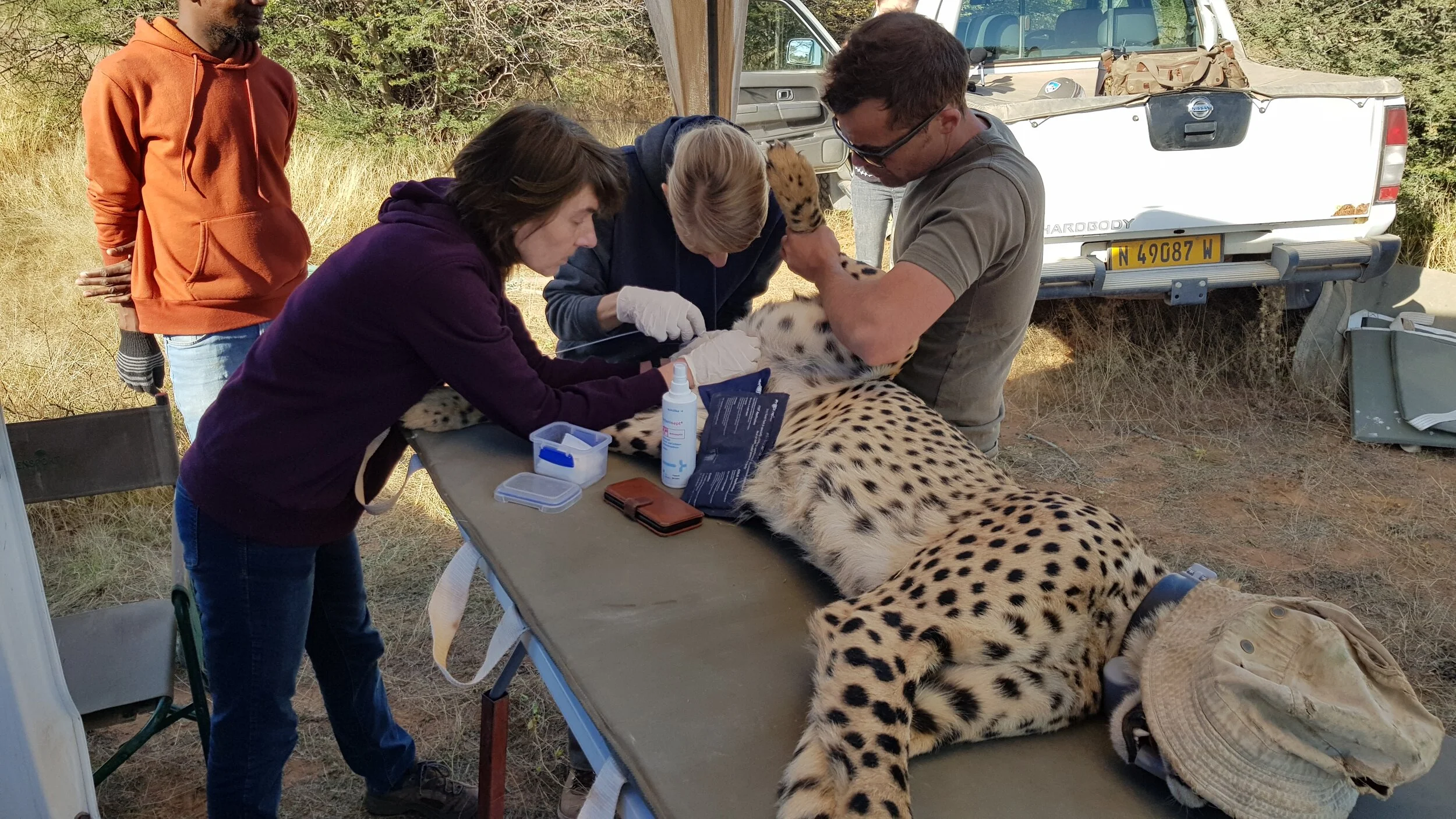Cheetah Research Project, Namibia