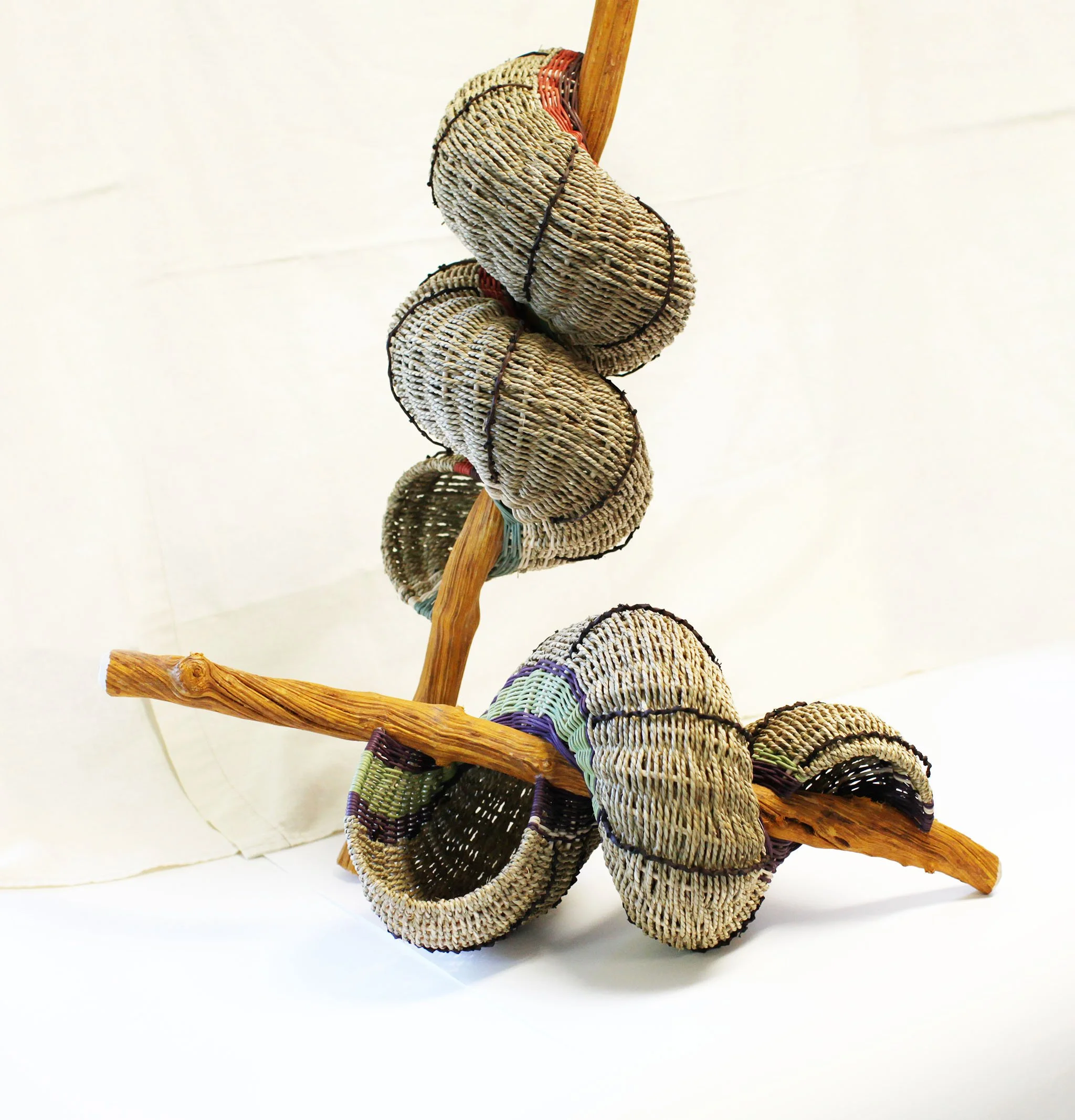 Seashells