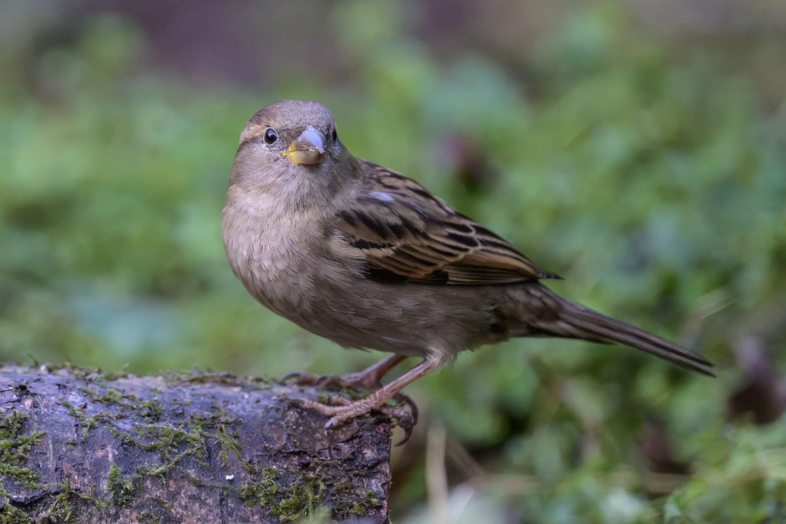 Female House Sparrow (Passer domesticus)