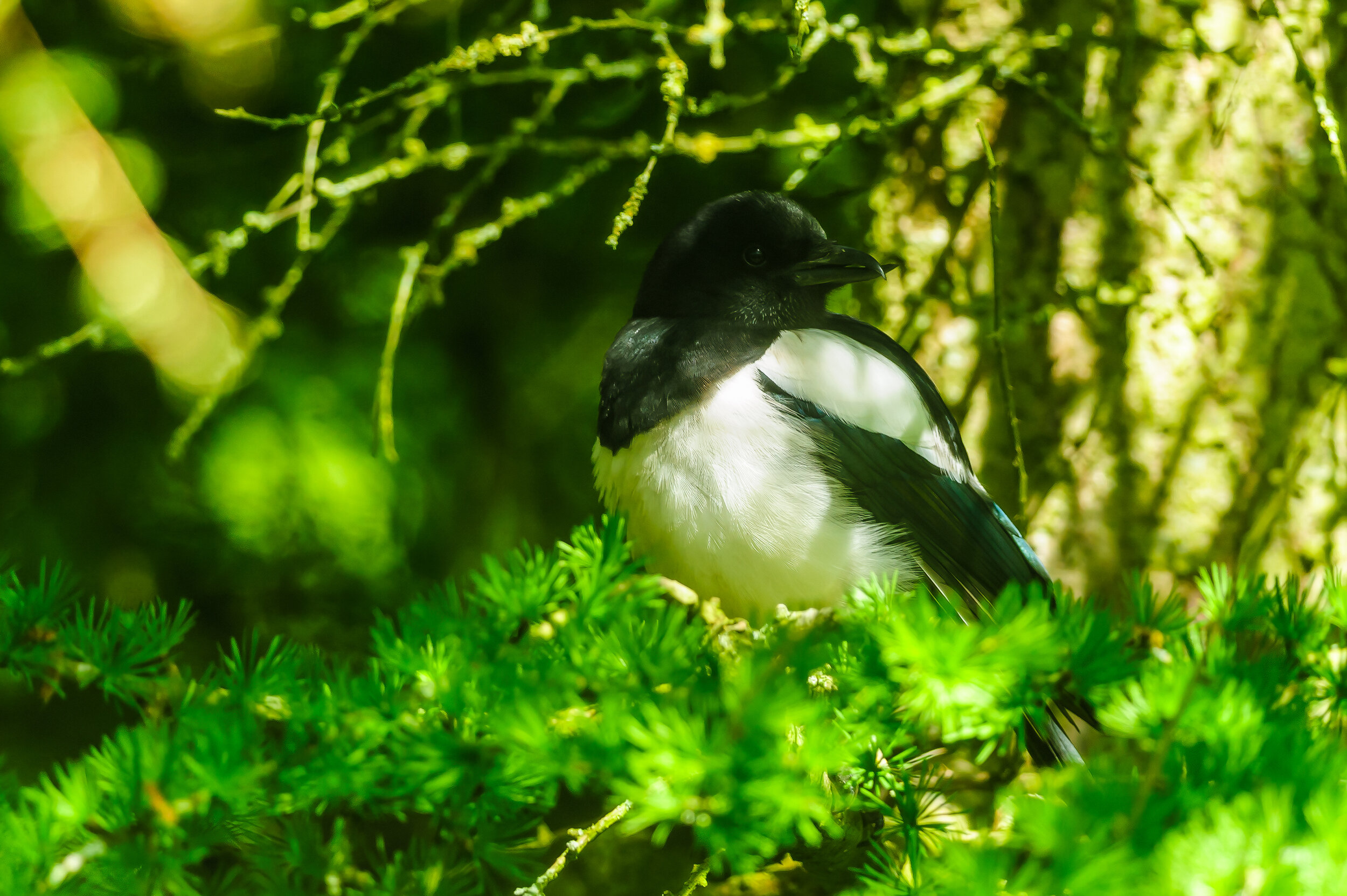 6661 Magpie.jpg