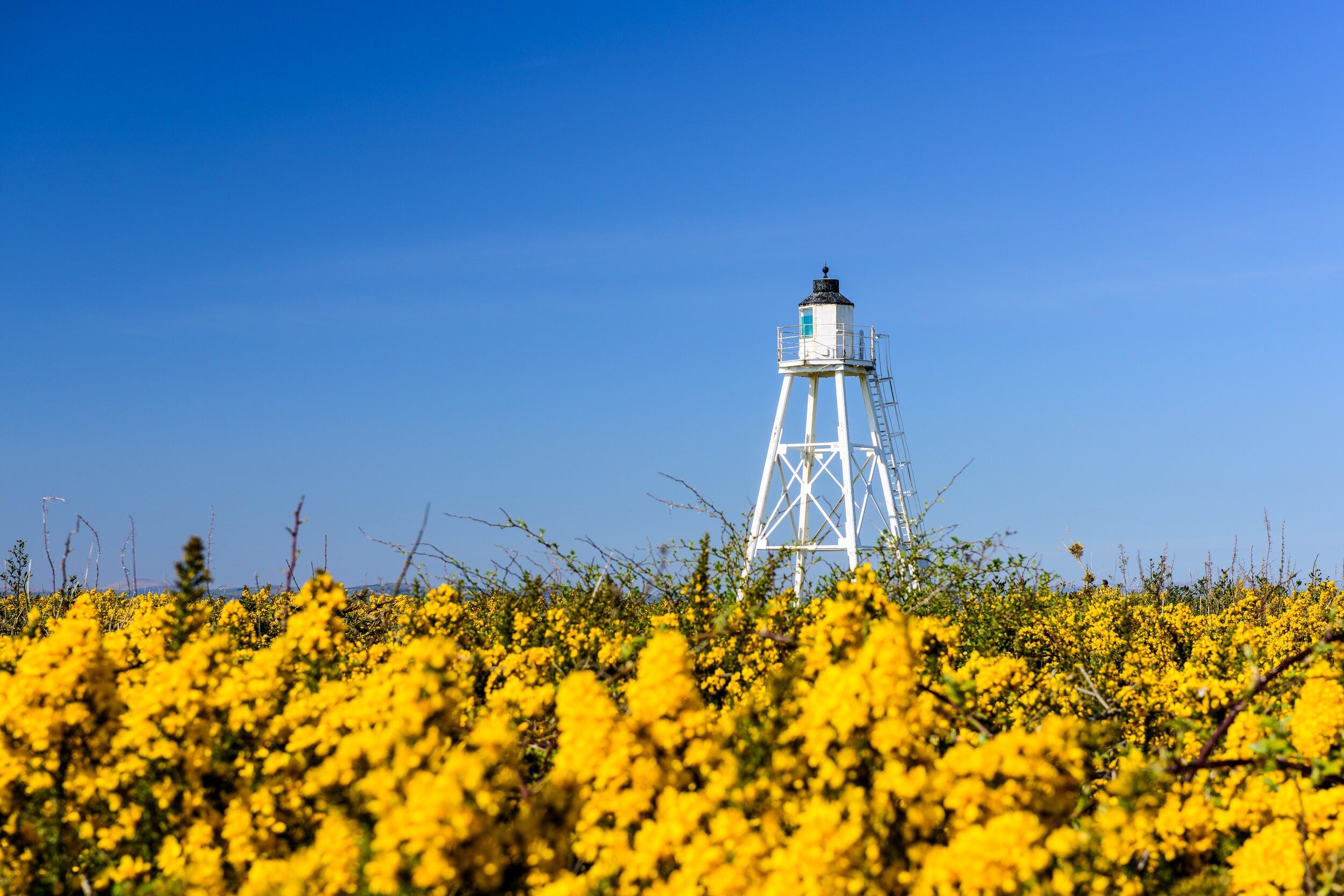 The white wooden tower of the East Cote lighthouse stands out against the yellow gorse flowers and clear blue sky