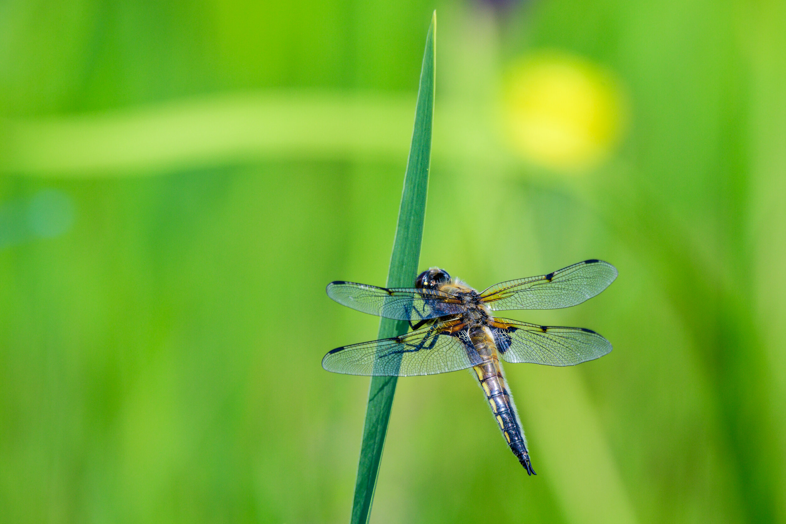 6684 Dragonfly.jpg