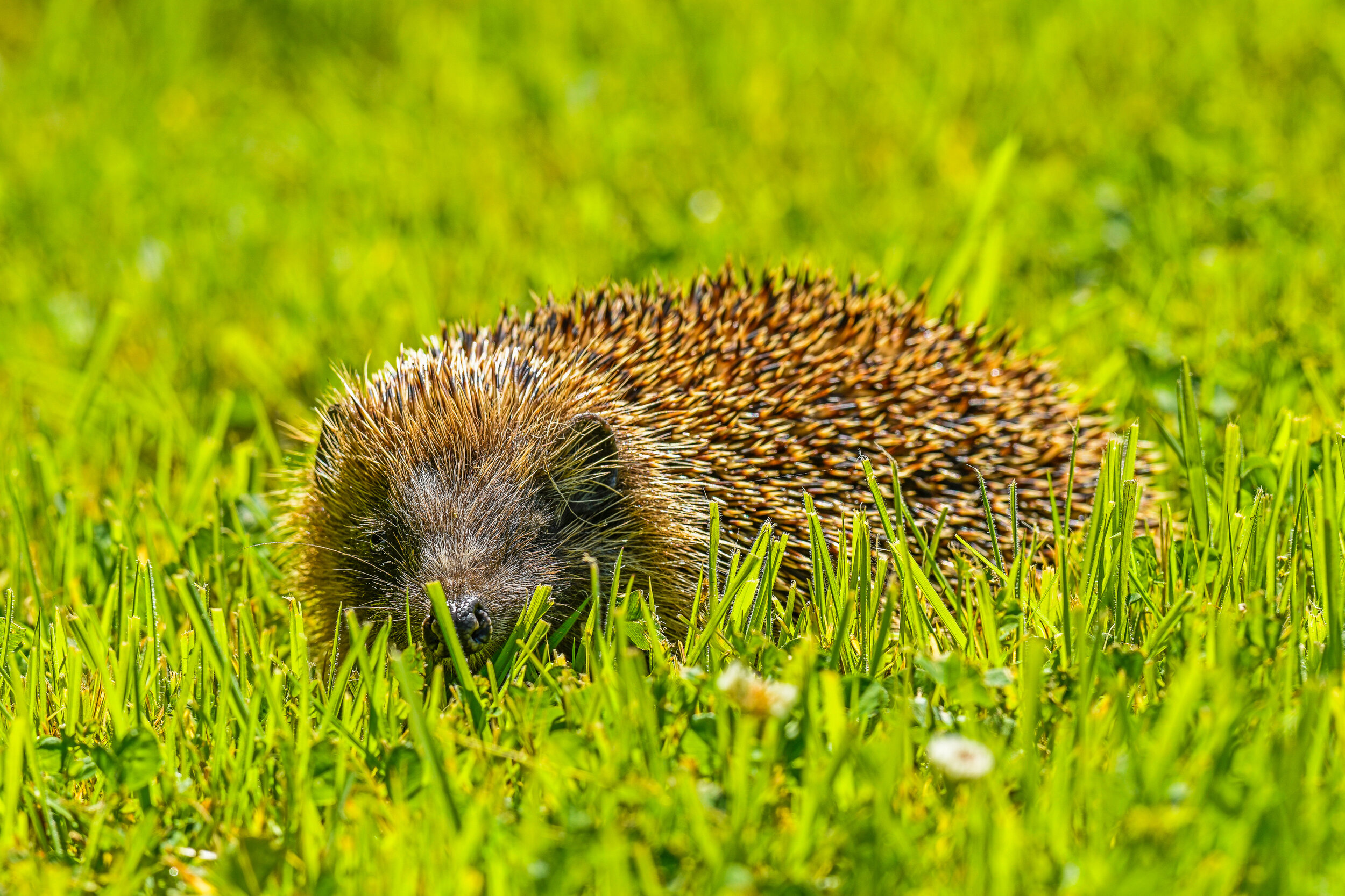 6687 Hedgehog.jpg