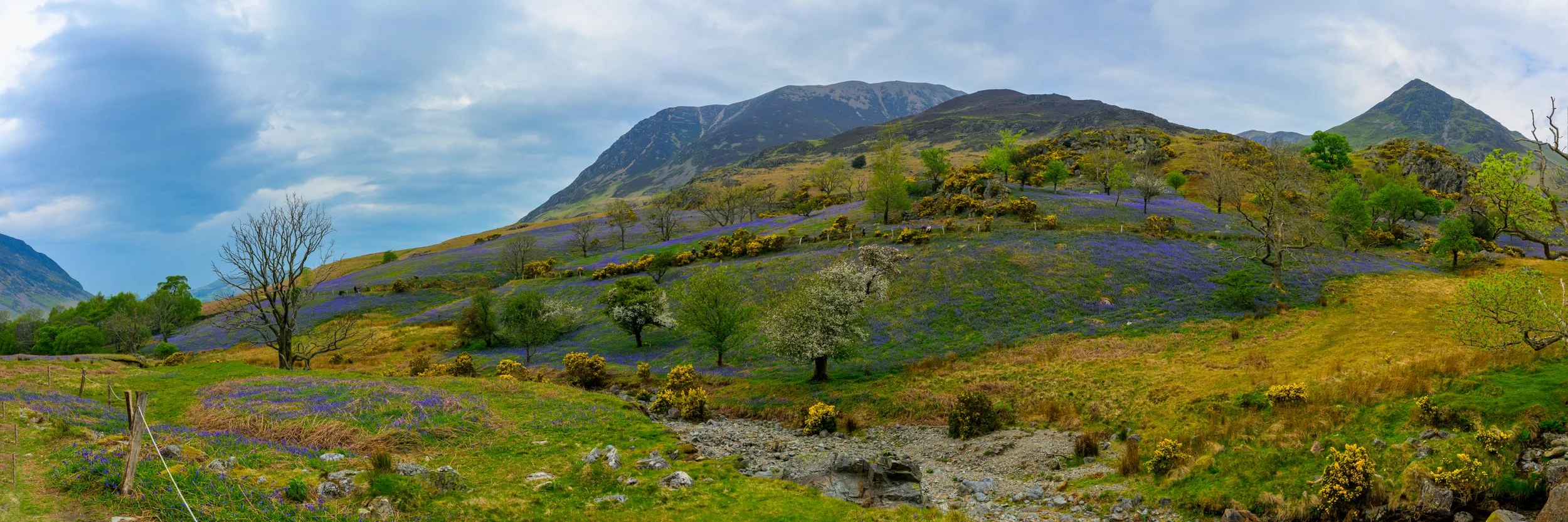 Rannerdale Bluebells