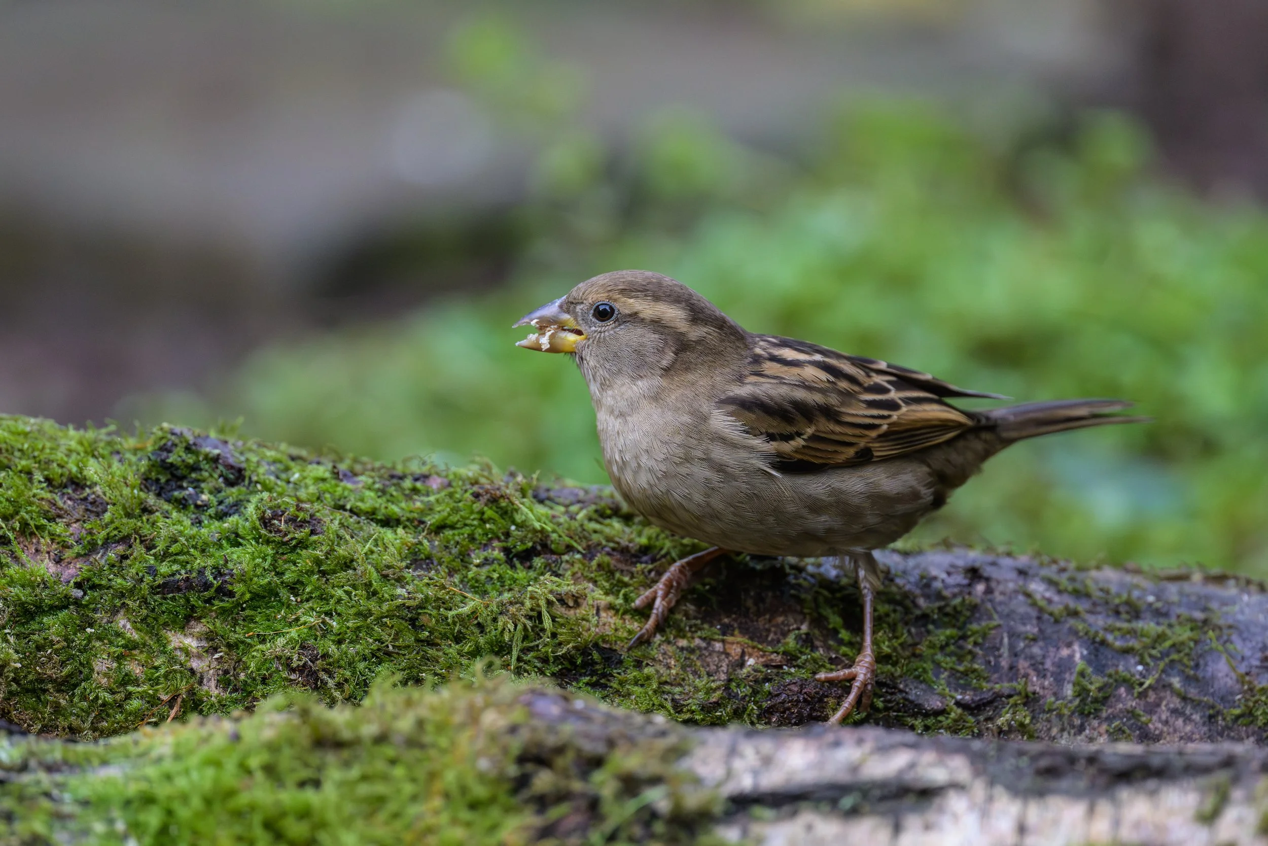 Female House Sparrow (Passer domesticus)
