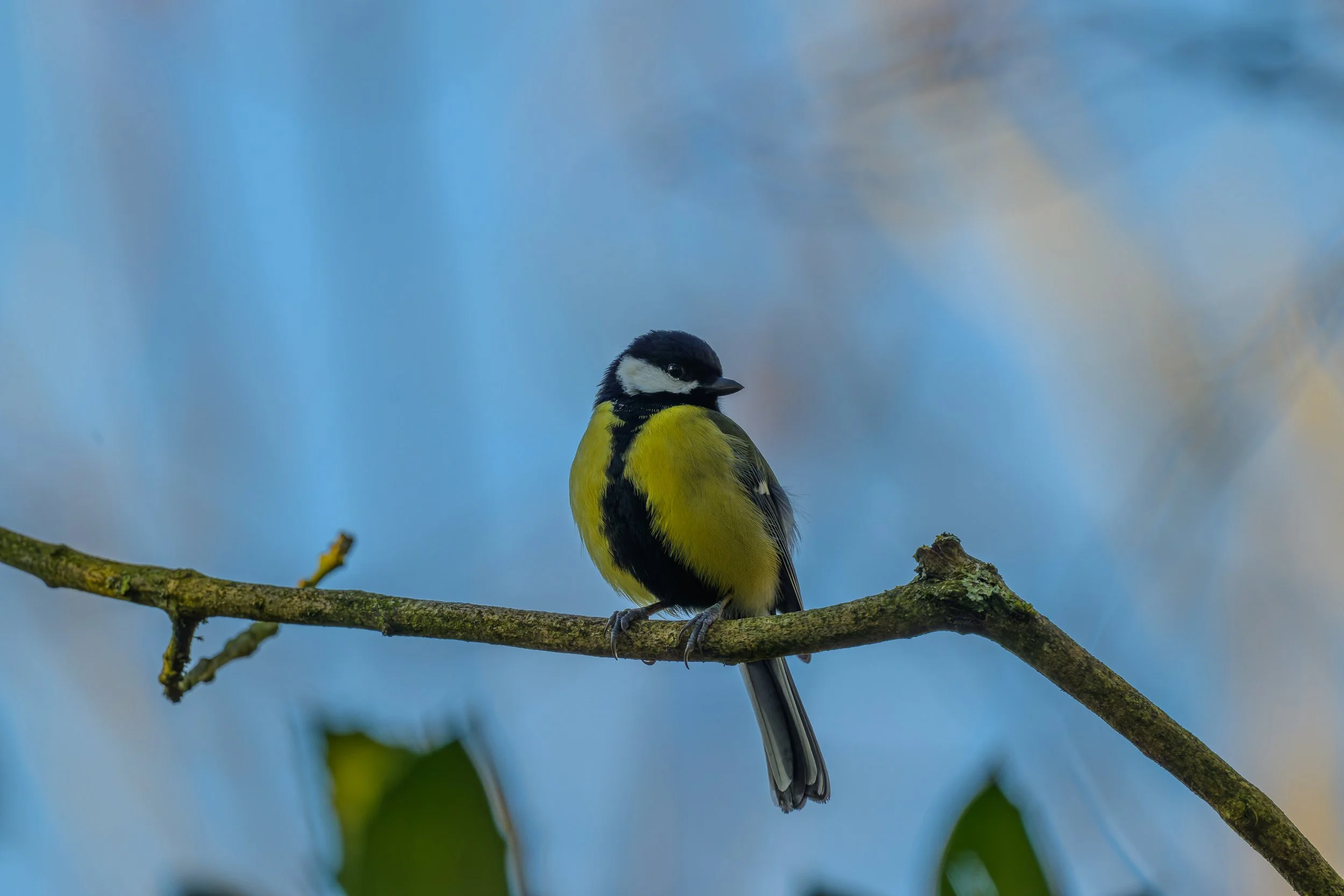 Great Tit (Paris major)