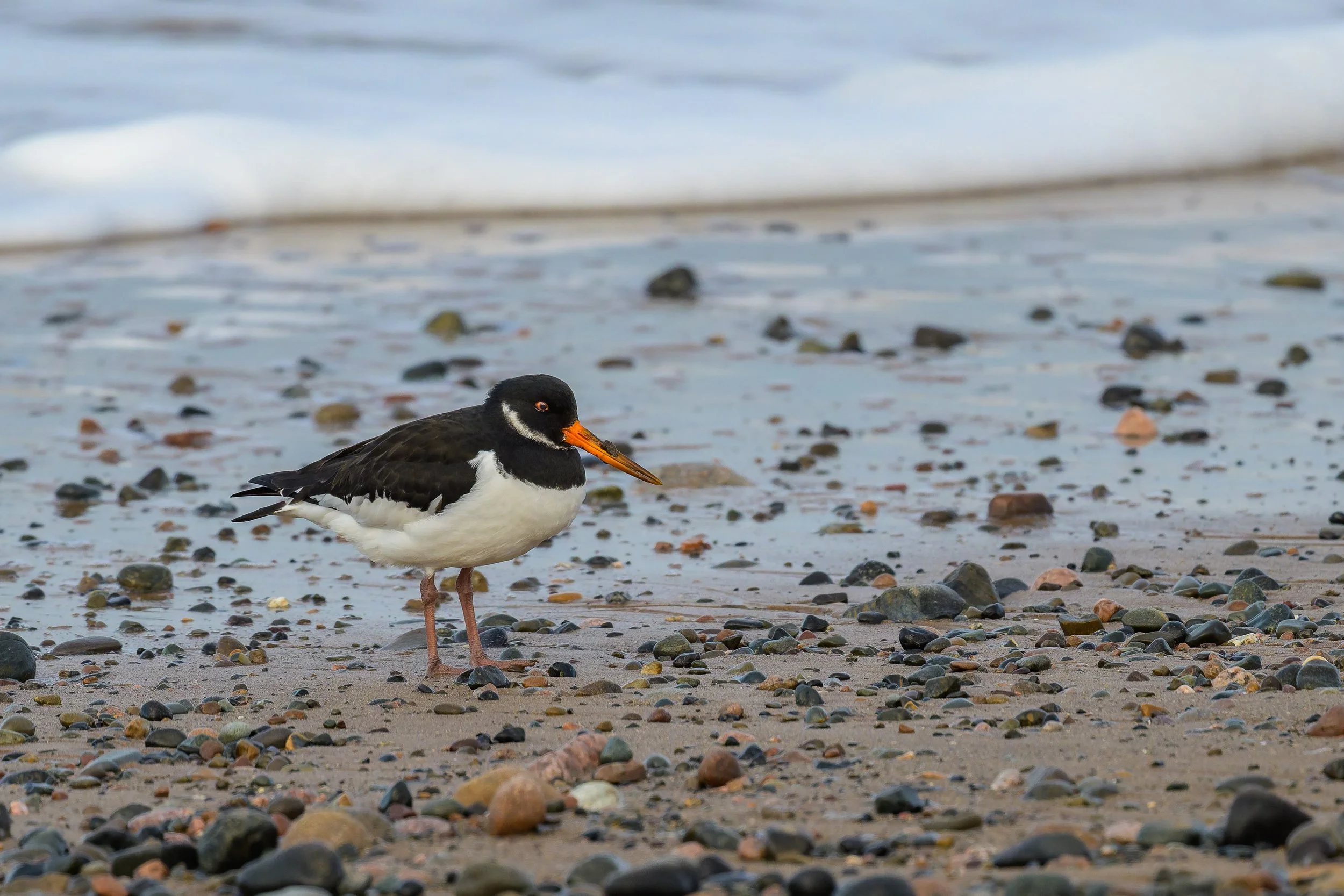 Oystercatcher (Haematopus ostralegus), Bootle beach