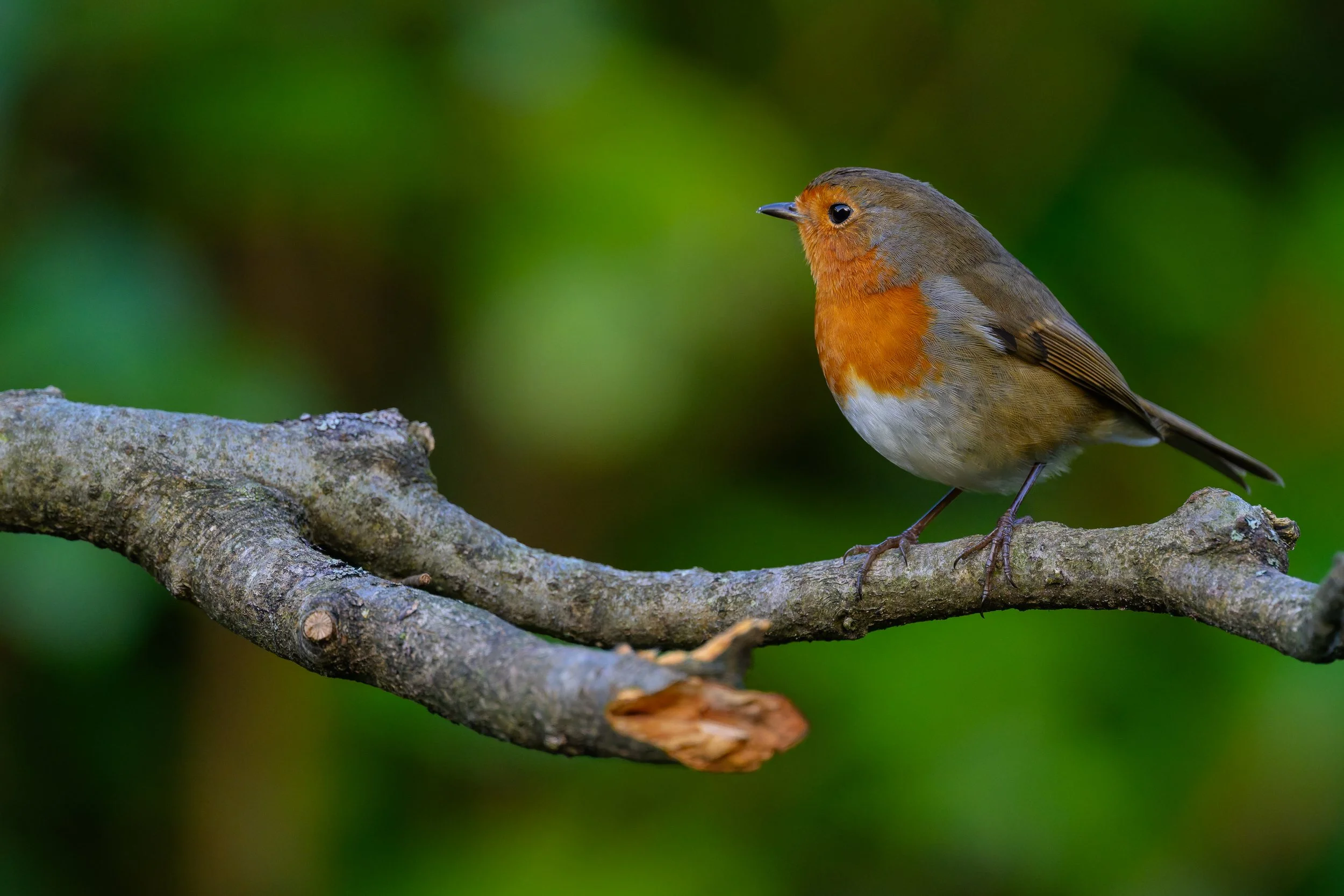 European Robin (Erithacus rubecula)