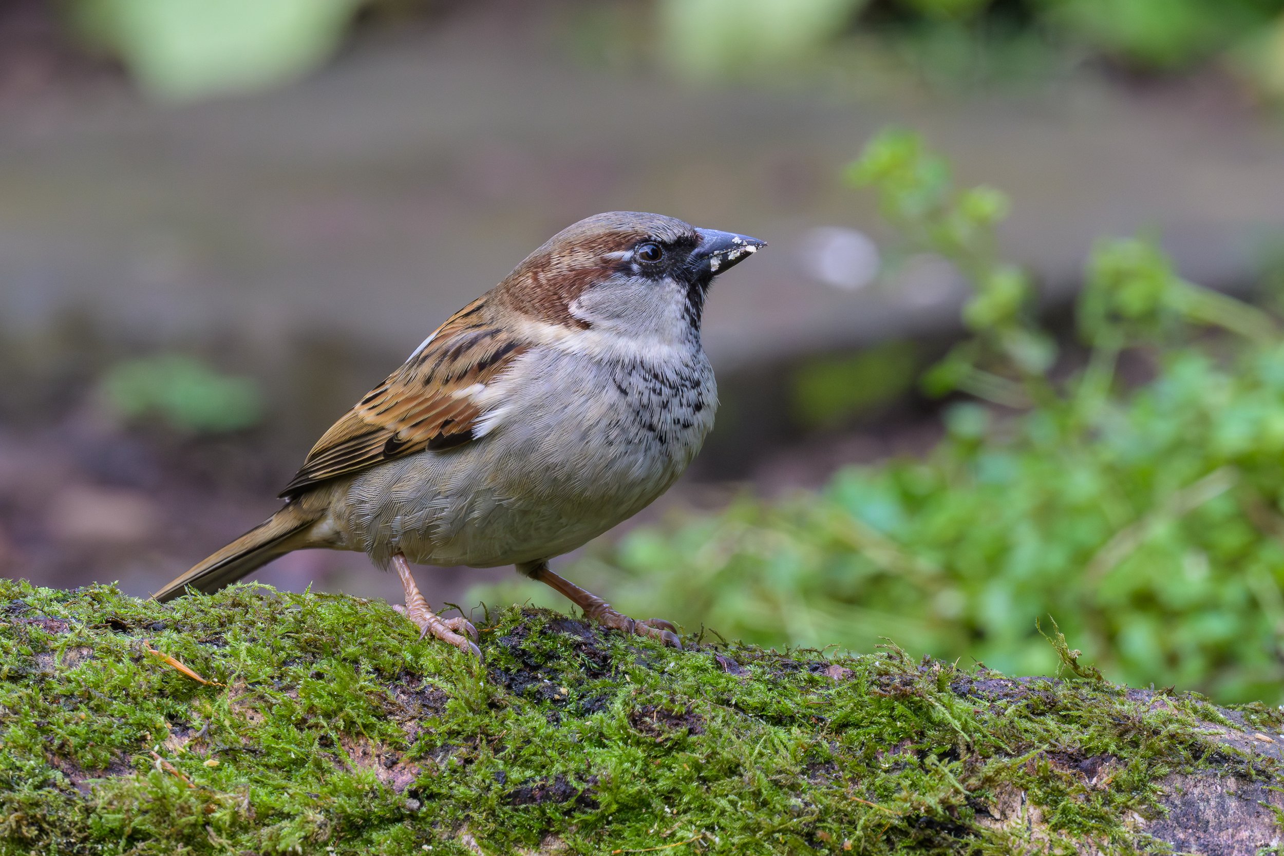 Male House Sparrow (Passer domesticus)