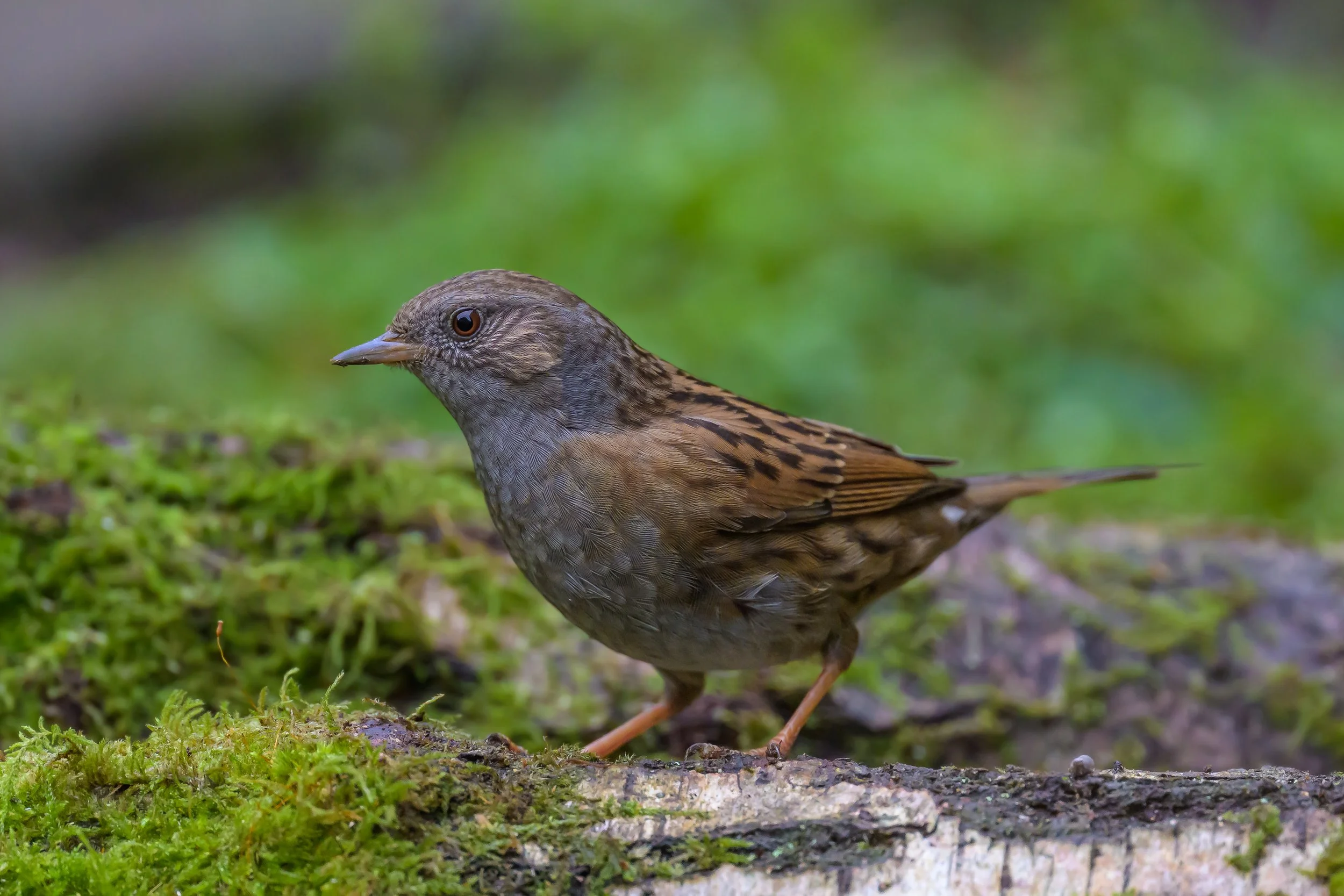 Dunnock (Prunella modularis)