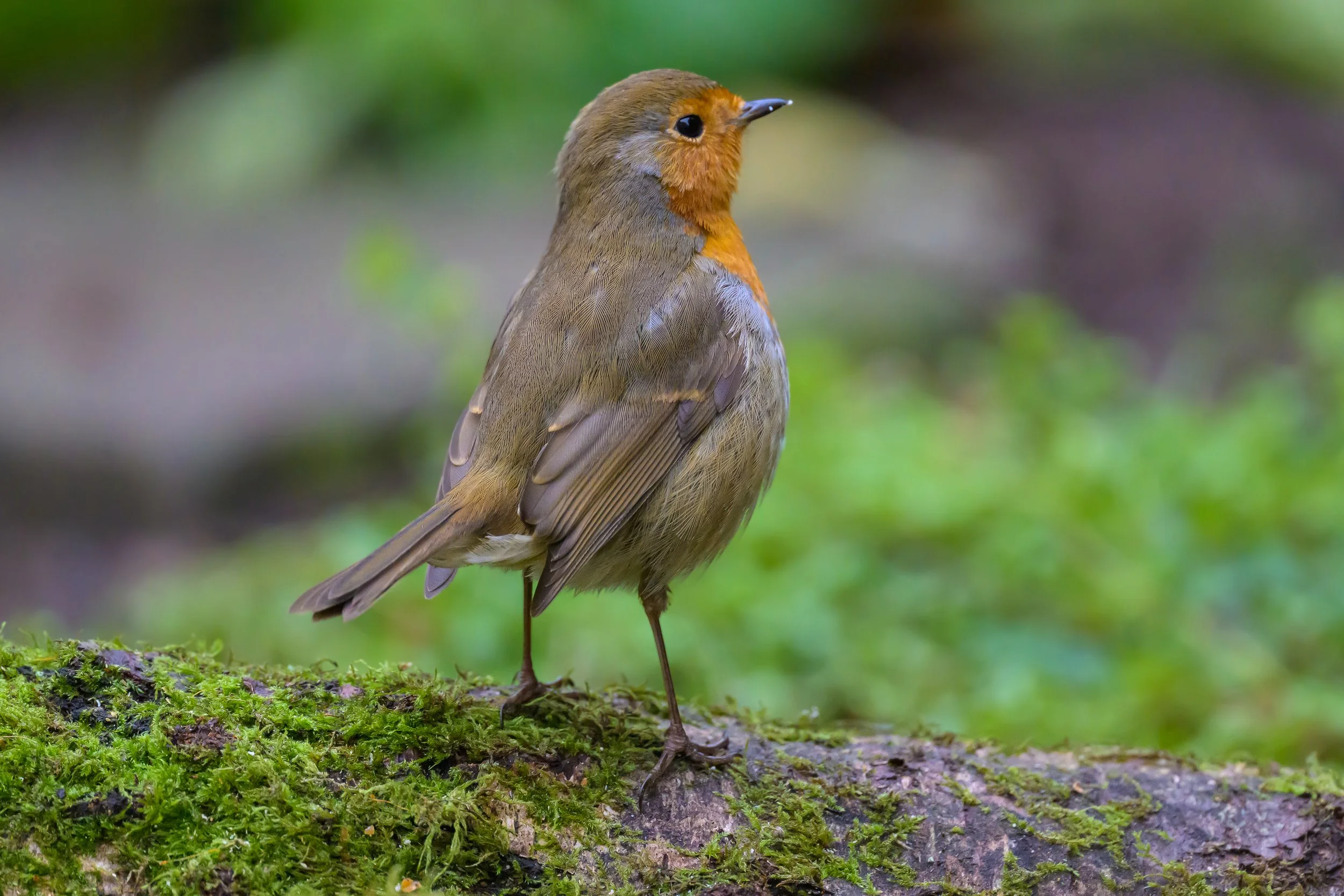 European Robin (Erithacus rubecula)