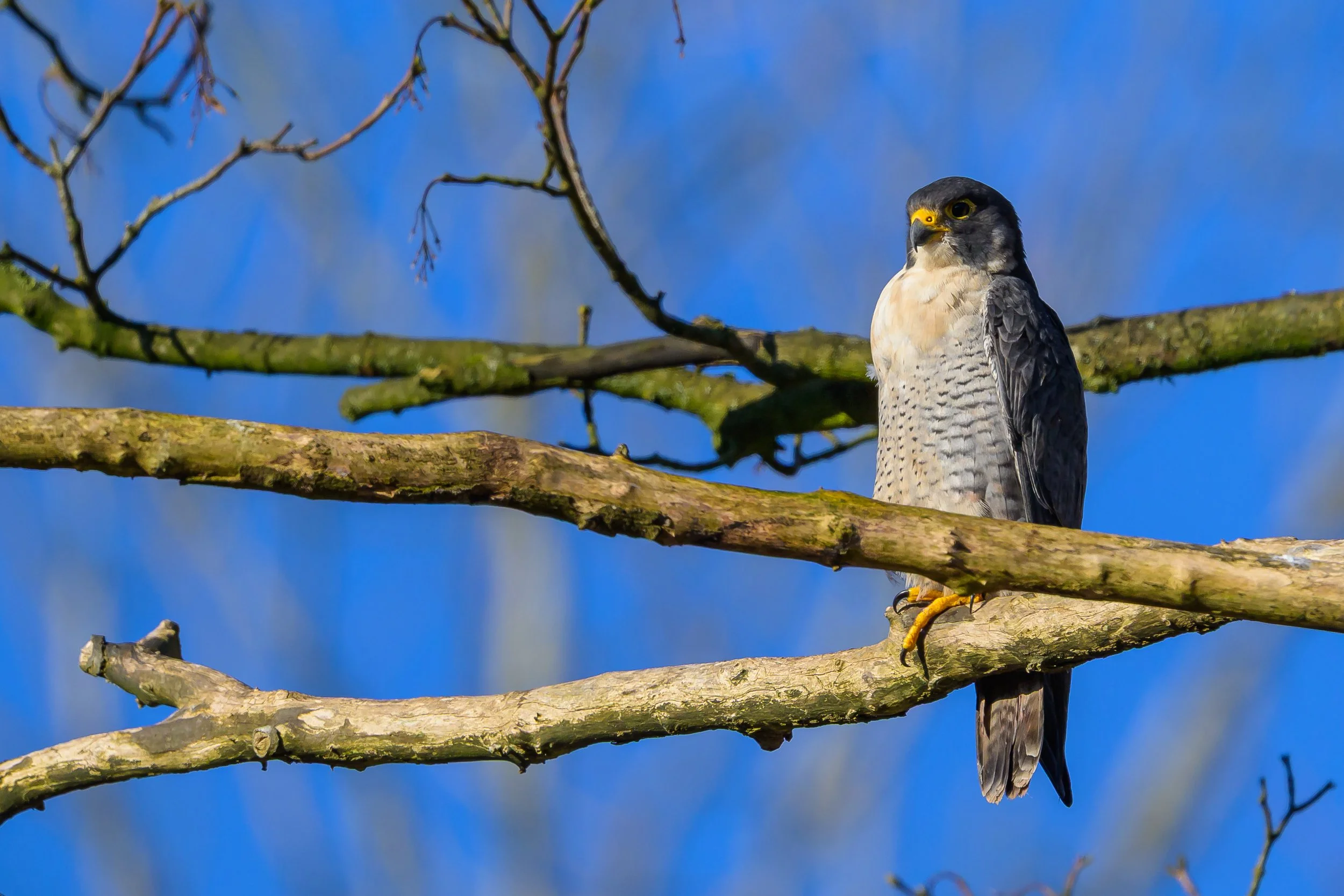 Peregrine Falcon ((Falco peregrinus))