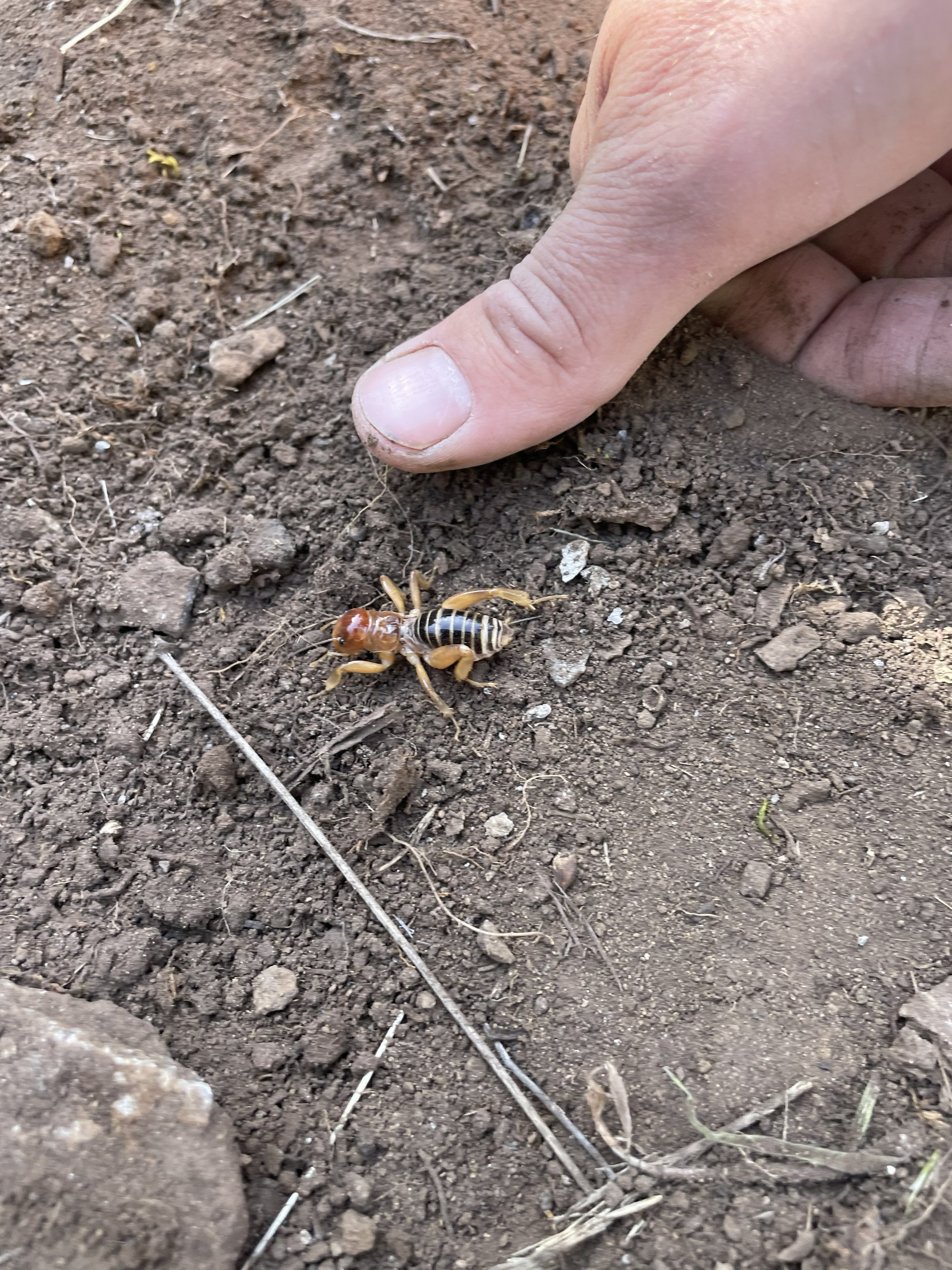 jerusalem cricket.jpg