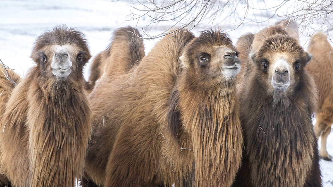 Indigenous Khangai camels