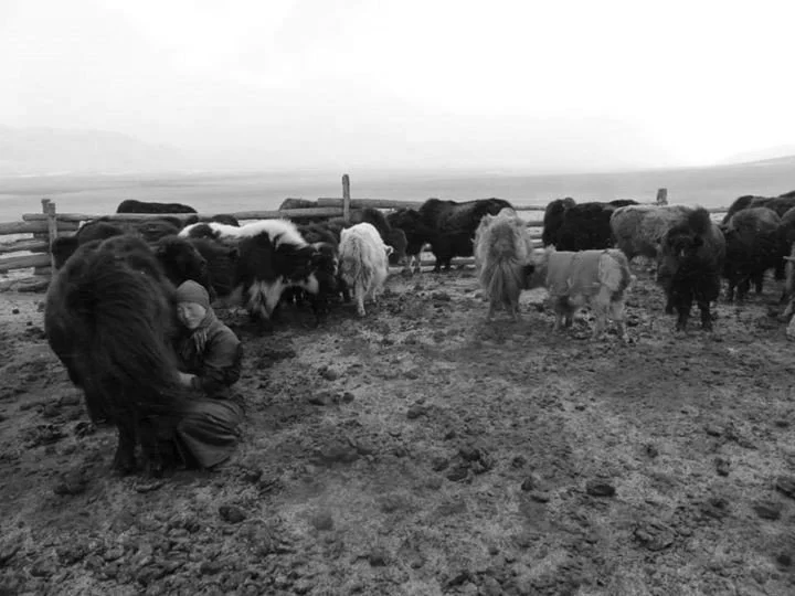 A person squatting close to a large yak among a herd of yaks in an open field with a wooden fence in the background.