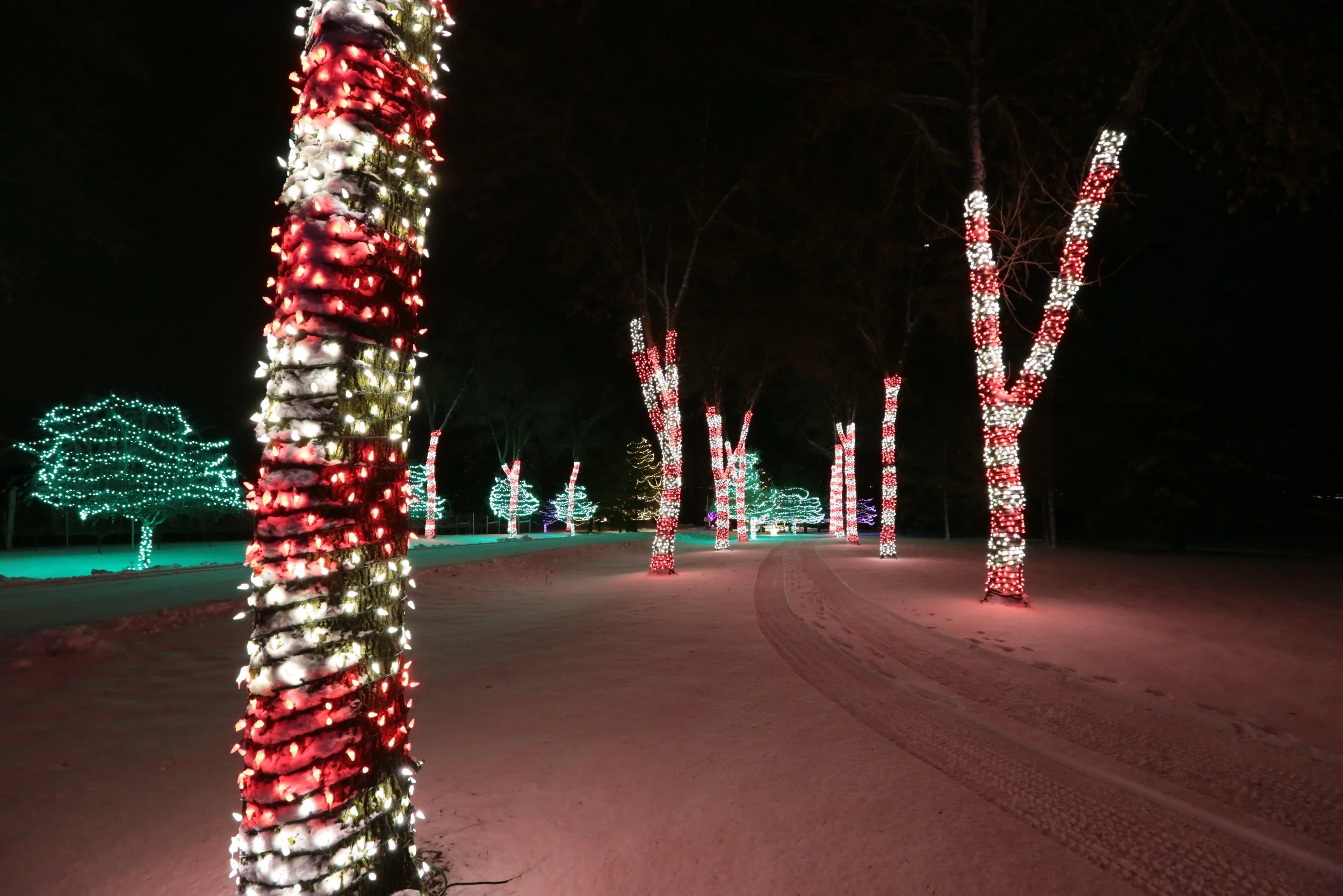 Night scene of a snowy park decorated with colorful holiday lights wrapped around the trees, including red and white on some trees and green on others.
