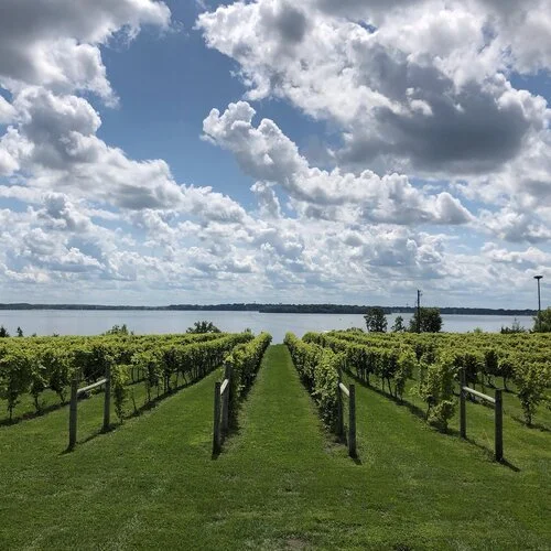 Best Vineyard and Winery Waconia Minnesota.jpg