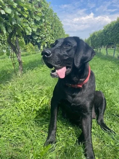 Dog-Friendly Winery Near Minneapolis: Dogs Welcome at Sovereign Estate Winery