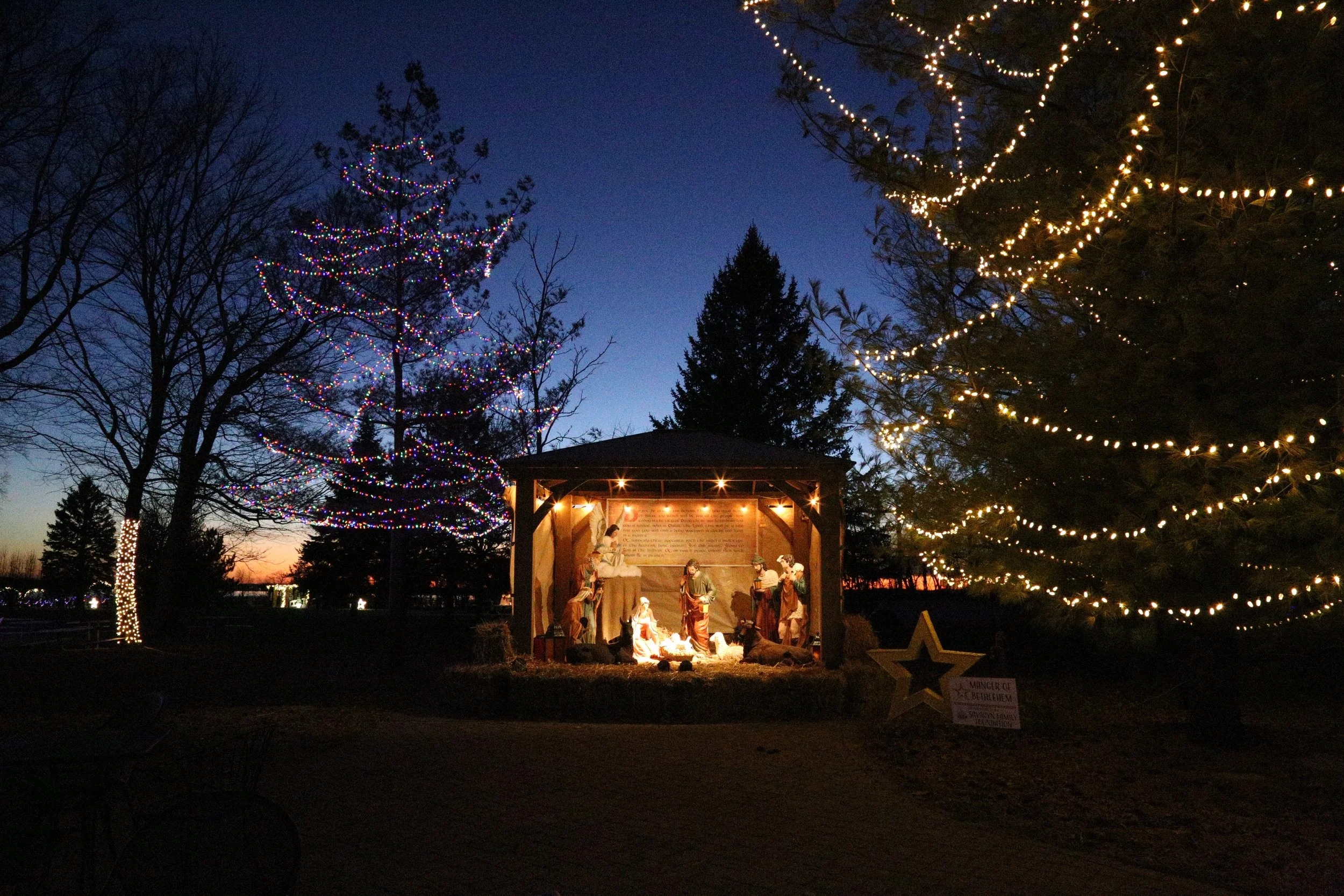 Nighttime outdoor scene with illuminated Christmas trees and a nativity scene under a wooden shelter.