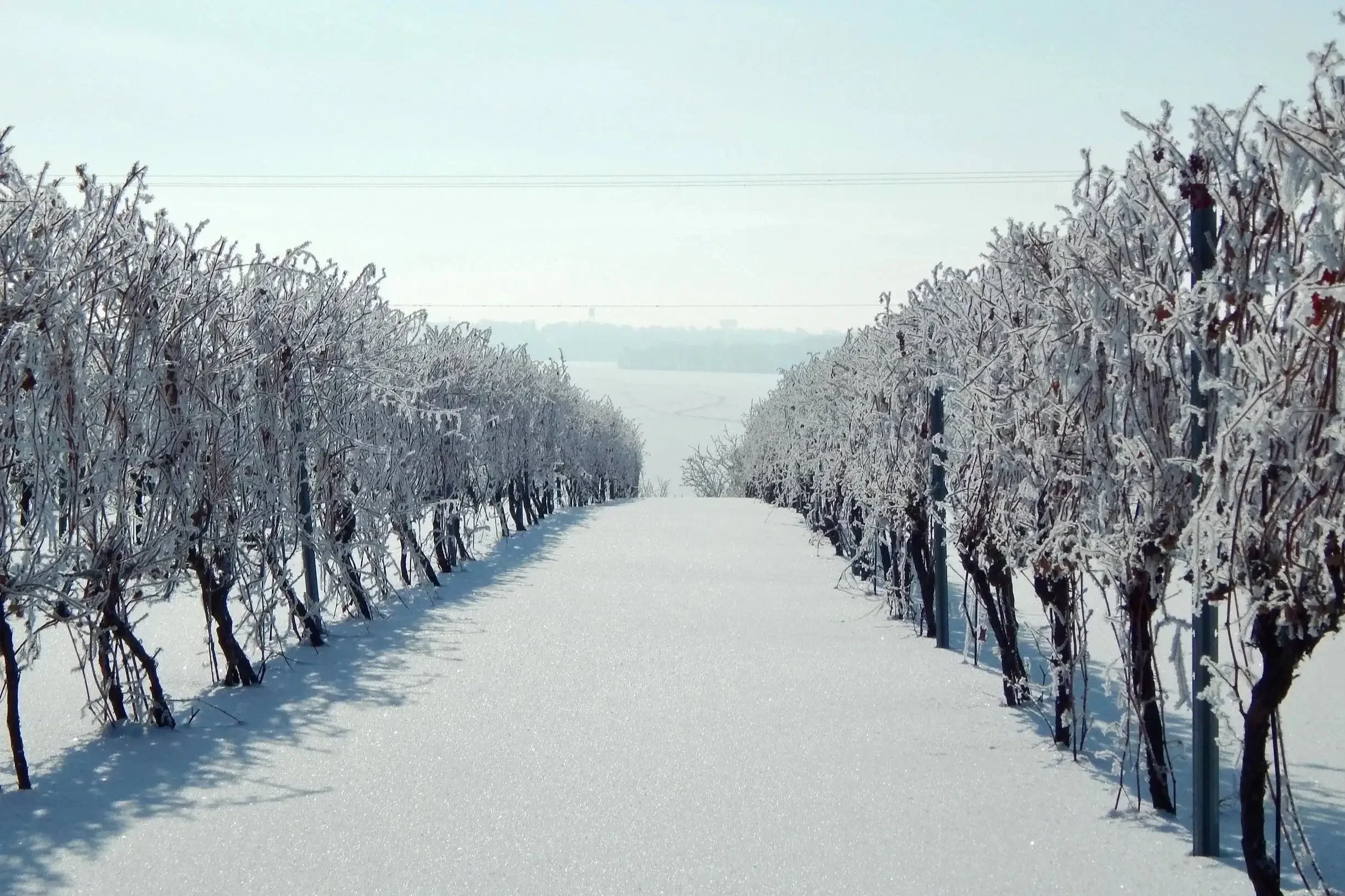 Minnesota Winter+Vineyard.webp