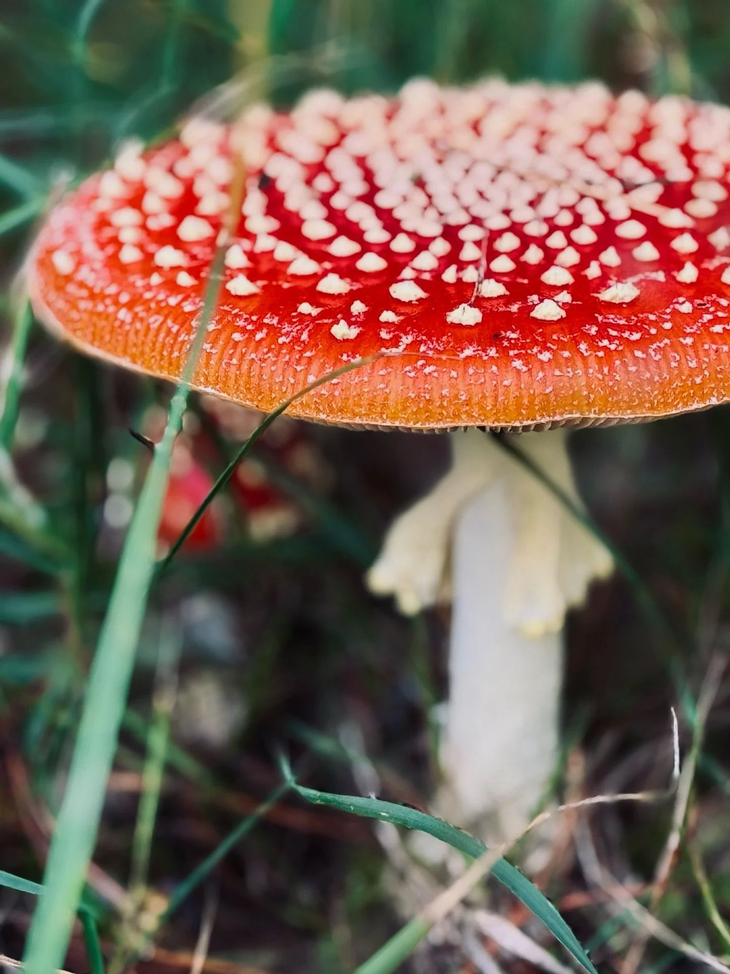 A little October round-up&hellip;

There&rsquo;s been plenty going on this month.
 - Dog walks with the landscape changing every week and some incredible mushrooms appearing.
 - A wonderful day in London celebrating a birthday (looking at you @sarahv