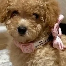 Ruth's Poodles