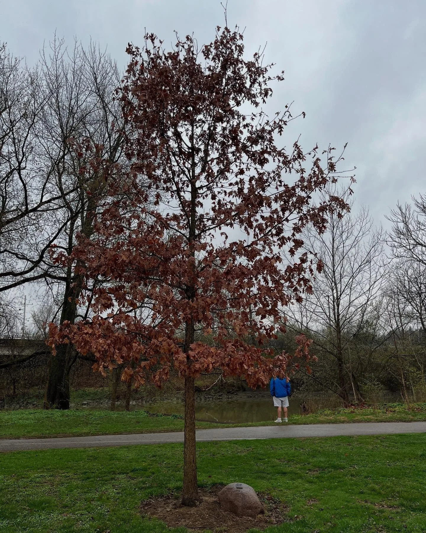 We visited Henry&rsquo;s memorial trees today- they are both in lovely, lively spots. One is near Thomas Worthington High School by the Olentangy River and the other is at his school: Oakstone Academy. Today we realized that both can be seen from the