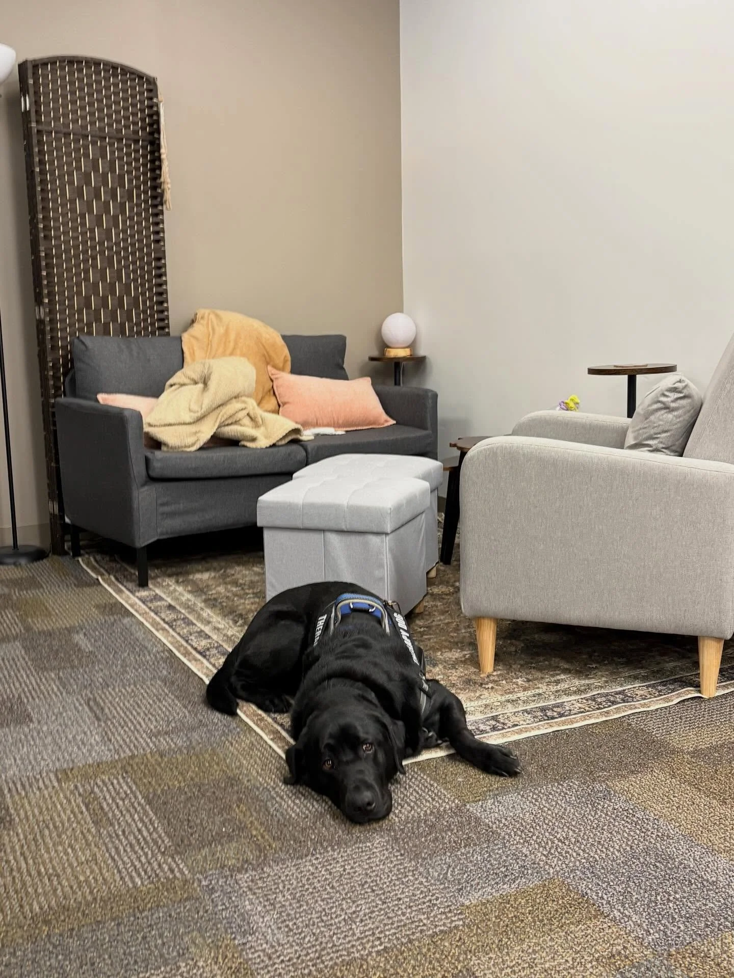 Companion dog Crisp enjoying the calm energy of the cozy corner! 💚