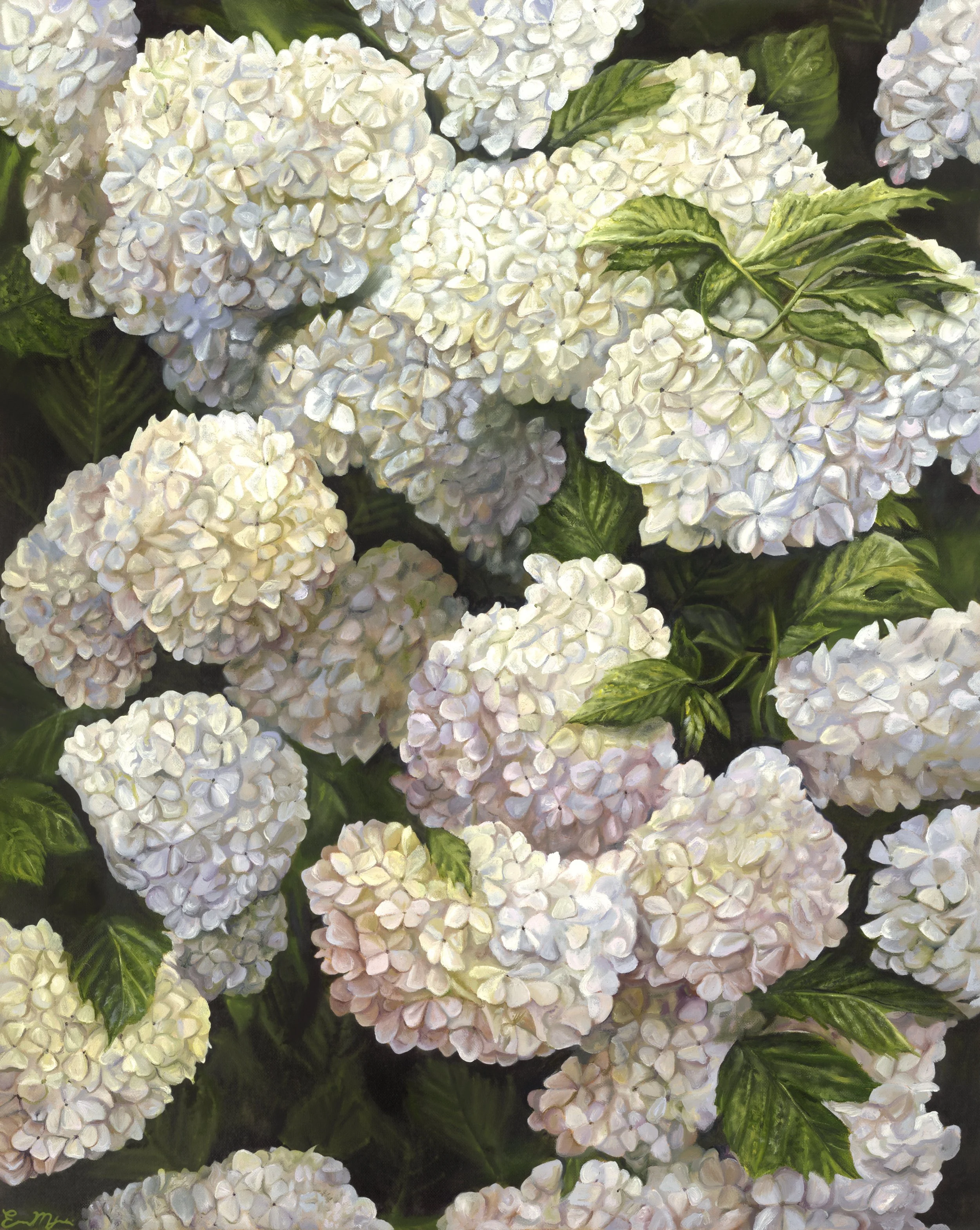 White Hydrangeas, 2024, Oil on Canvas, 24" x 30"