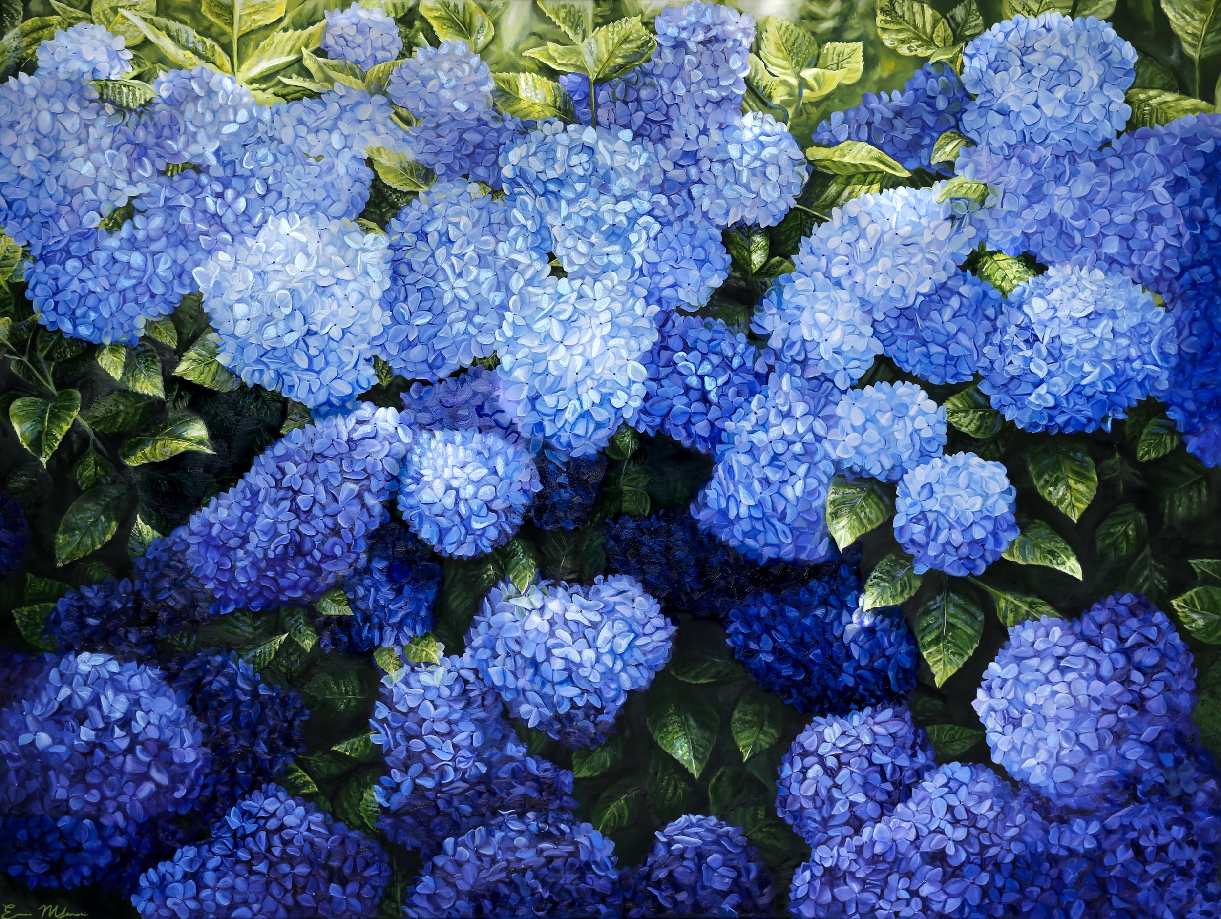 Blue Hydrangeas.jpeg