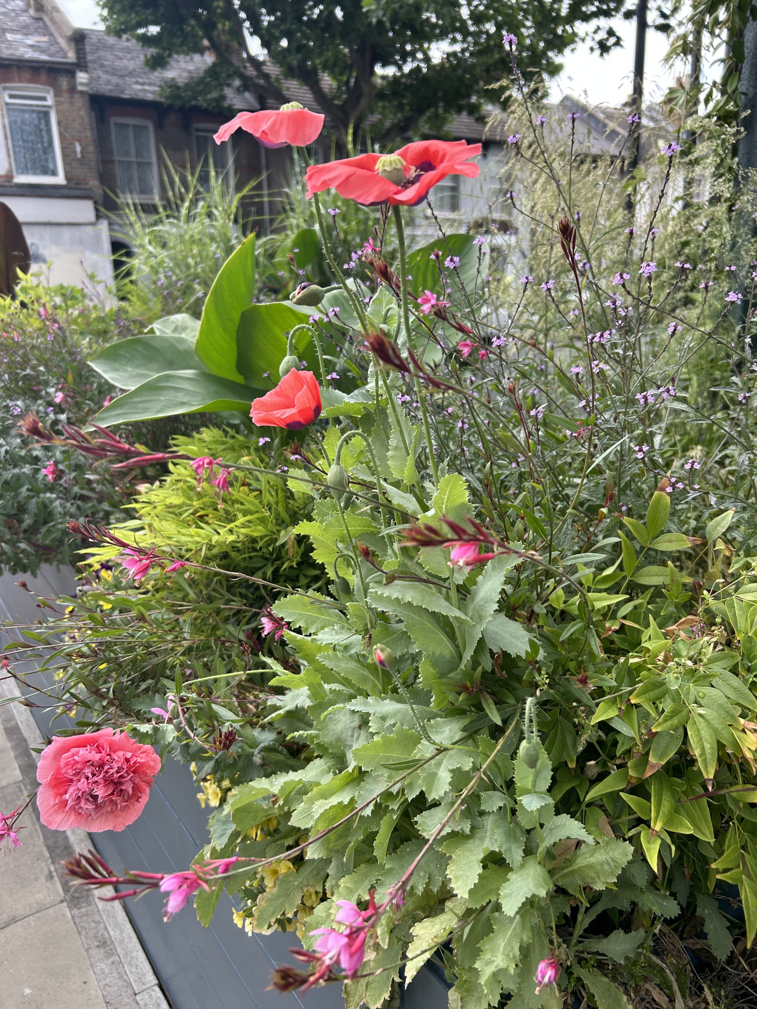 IMG_1198.jpeg