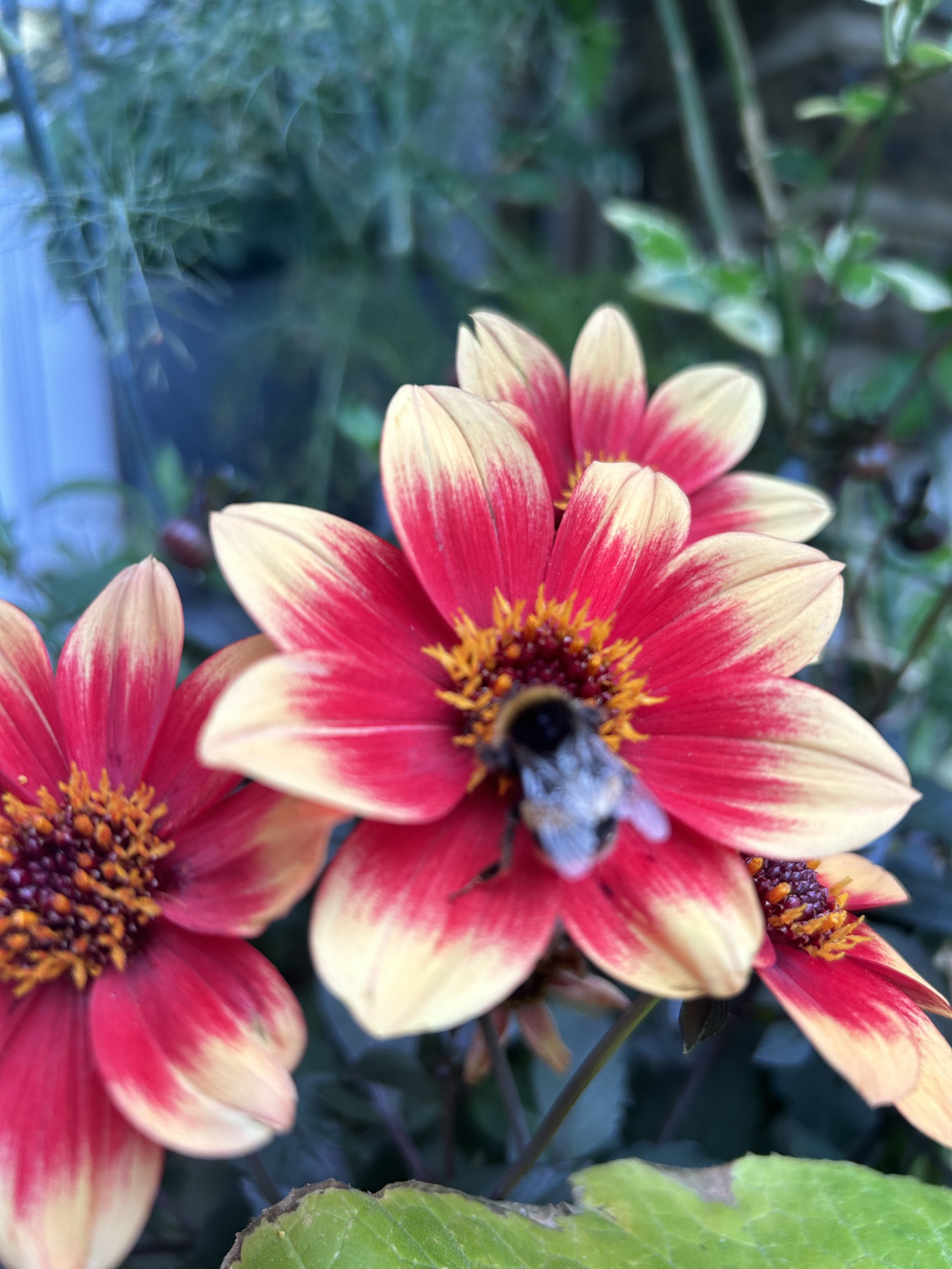 IMG_1437.jpeg