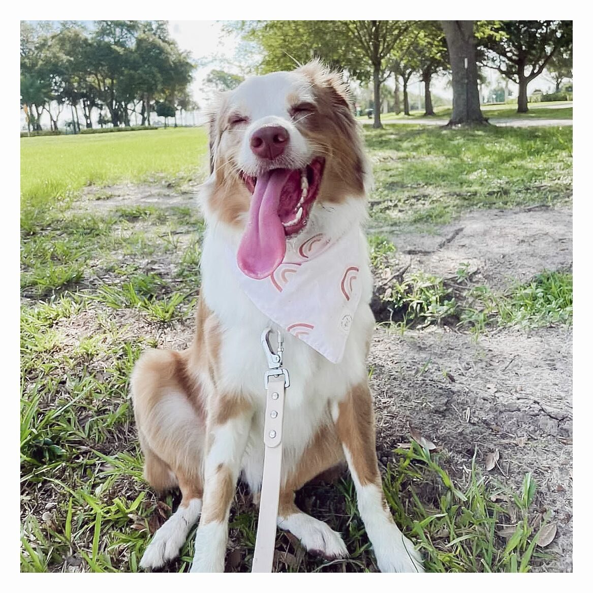 hope your Monday is as happy as Mochi!!

I&rsquo;m thinking of doing a sale to clear through some of our spring styles! Gotta make space for summer and Fall! 😋

Would you want to see a % off or a buy one get one deal? Let us know below! 💕
