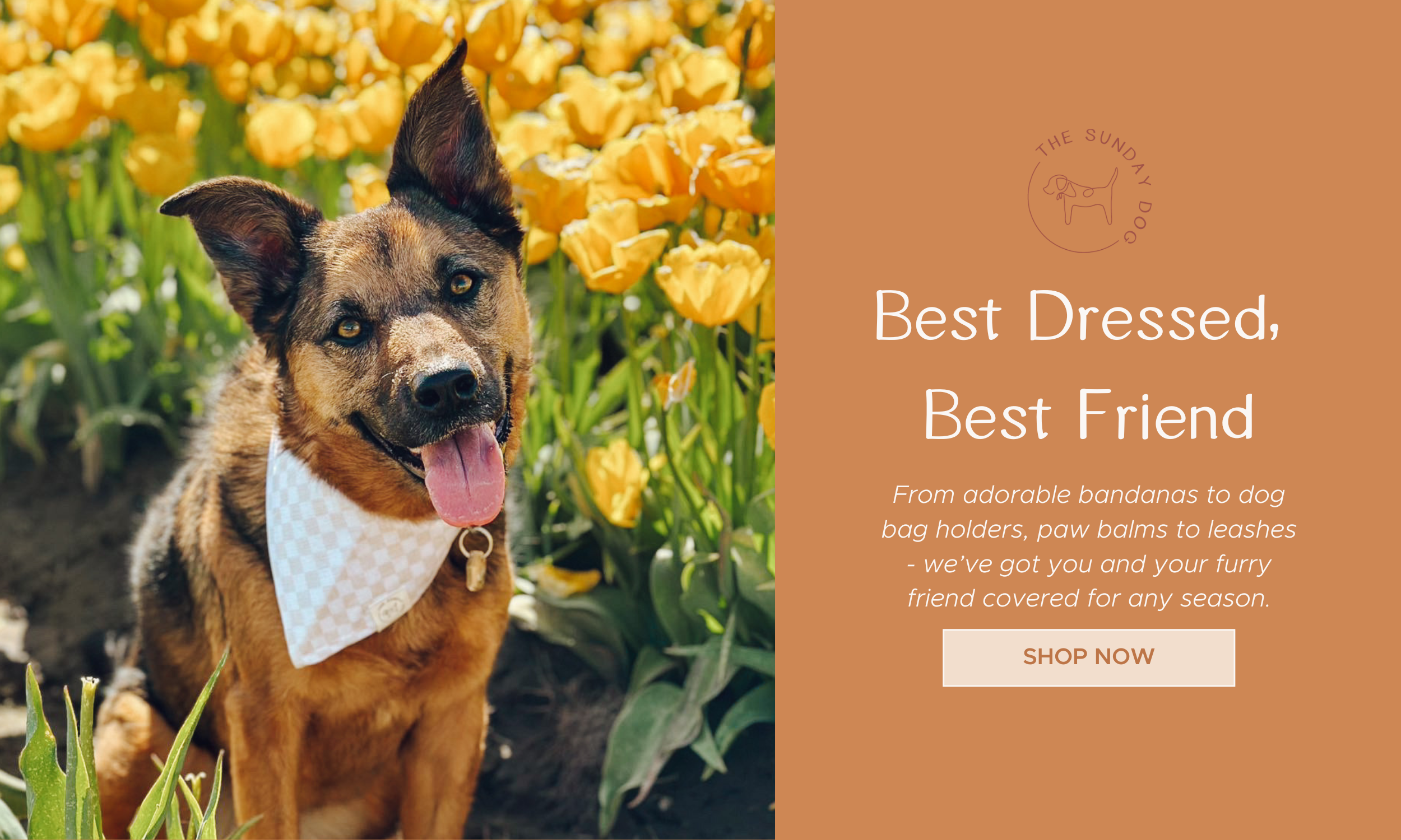 TSD Website Banner.png