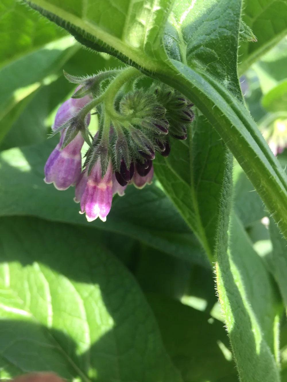 Russian Comfrey