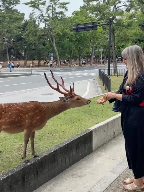 In Nara, Japan, the deer are not only considered sacred inhabitants - they bow to humans and in return, accept prefecture-approved deer-friendly snacks.⁣
The first slide was taken while I befriended one of these beautiful beings who populate the stre