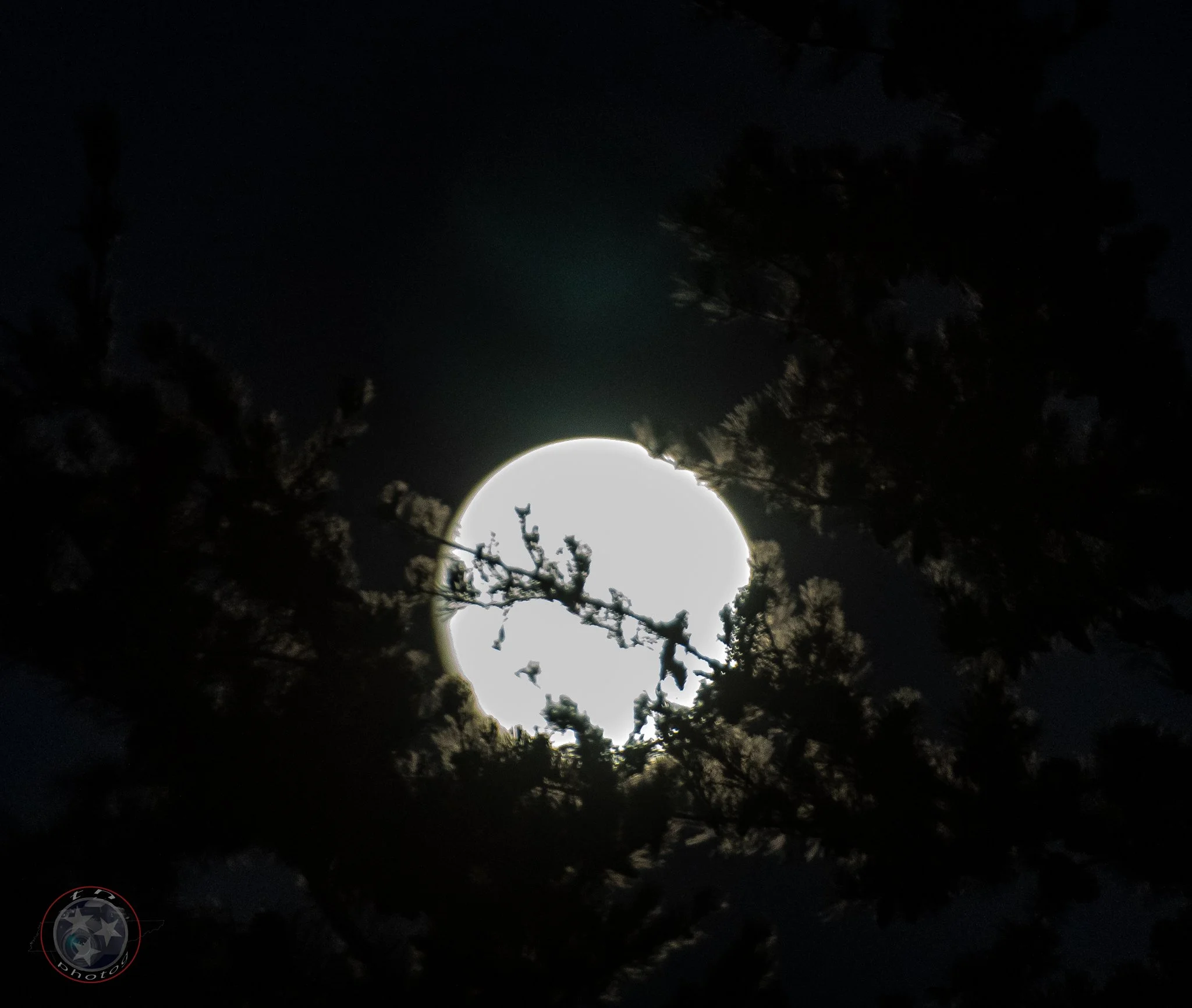 Moon in trees 1-sm-1.jpg