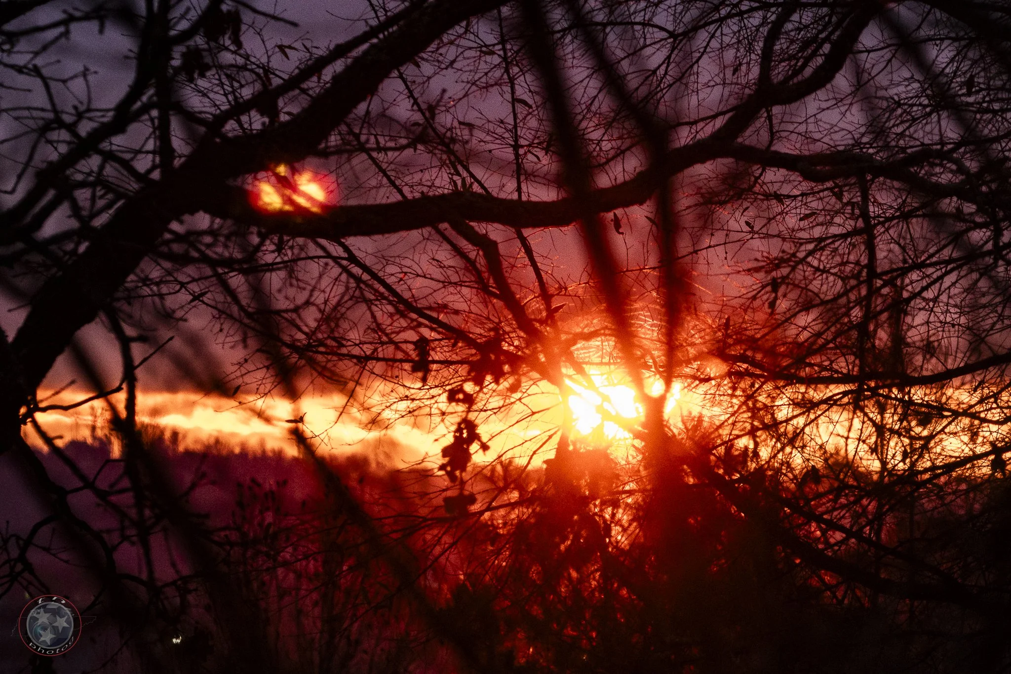 Sunrise Trees 1-sm.jpg
