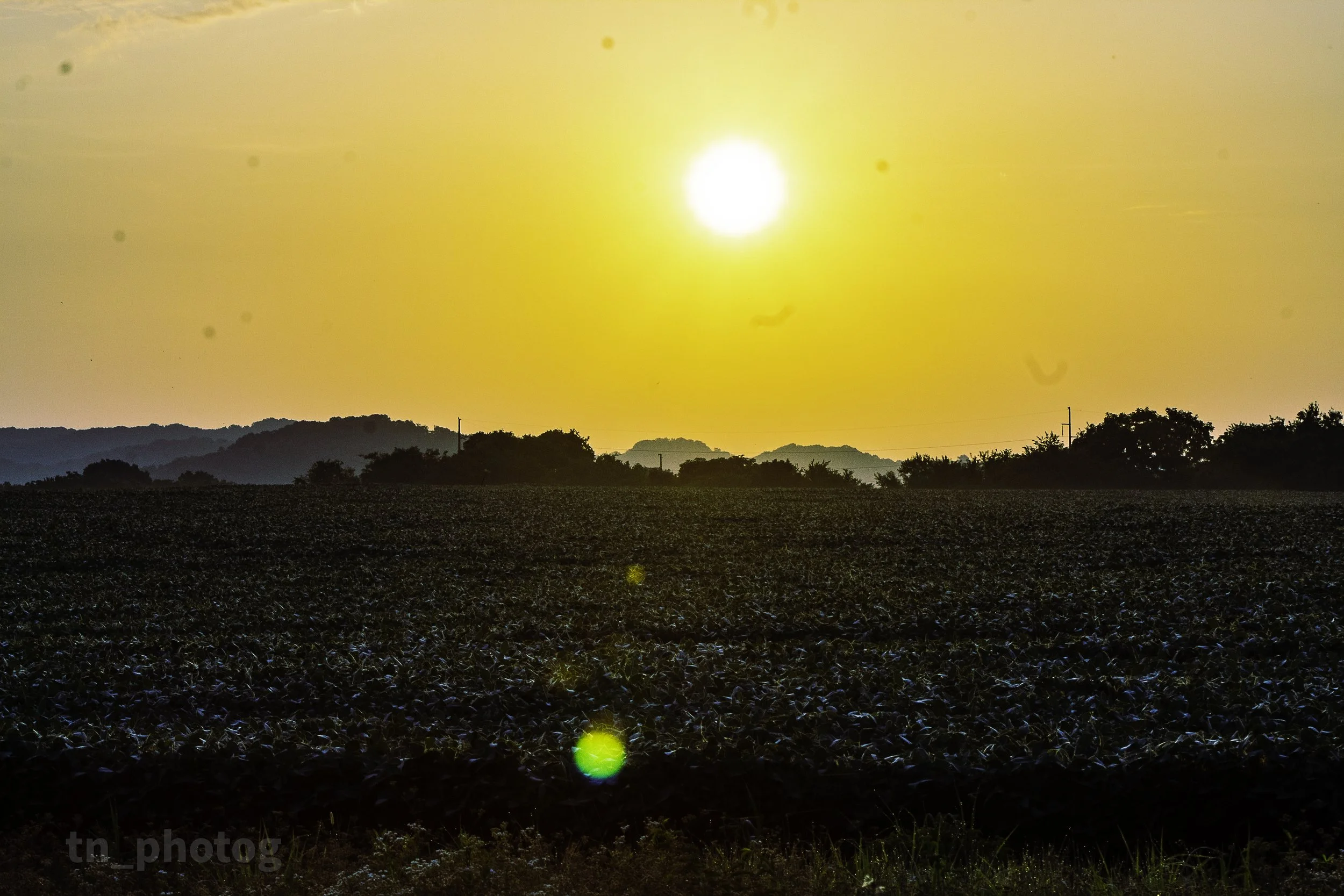 Sunrise over crops.jpg