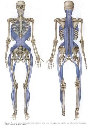 Fascia Elasticity and Balance Workshop