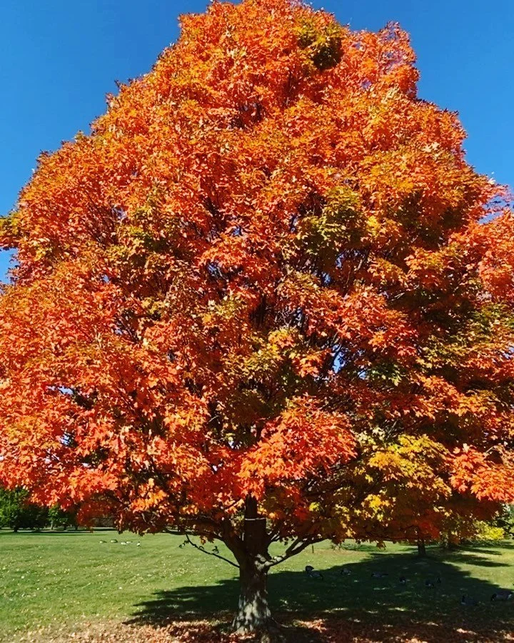 &ldquo;A truly stable system expects the unexpected, is prepared to be disrupted, waits to be transformed.&rdquo; -Tom Robbins ☀️ 🌱