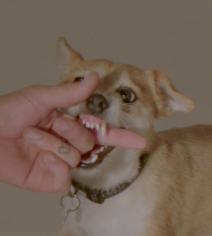 THE DOGS OF SPAGHETTI - “DASH”